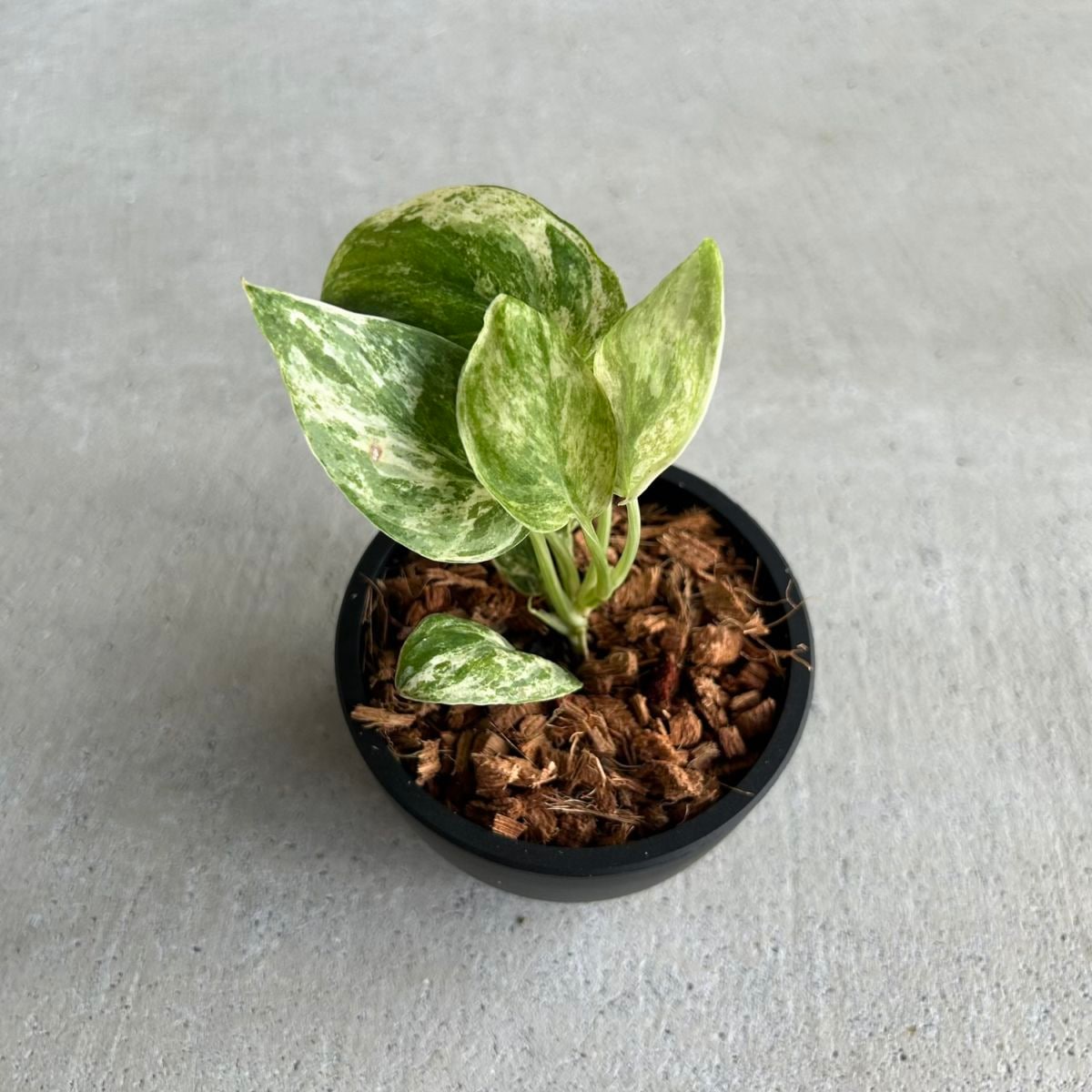 観葉植物通販｜海外直輸入の希少種専門｜松竹園