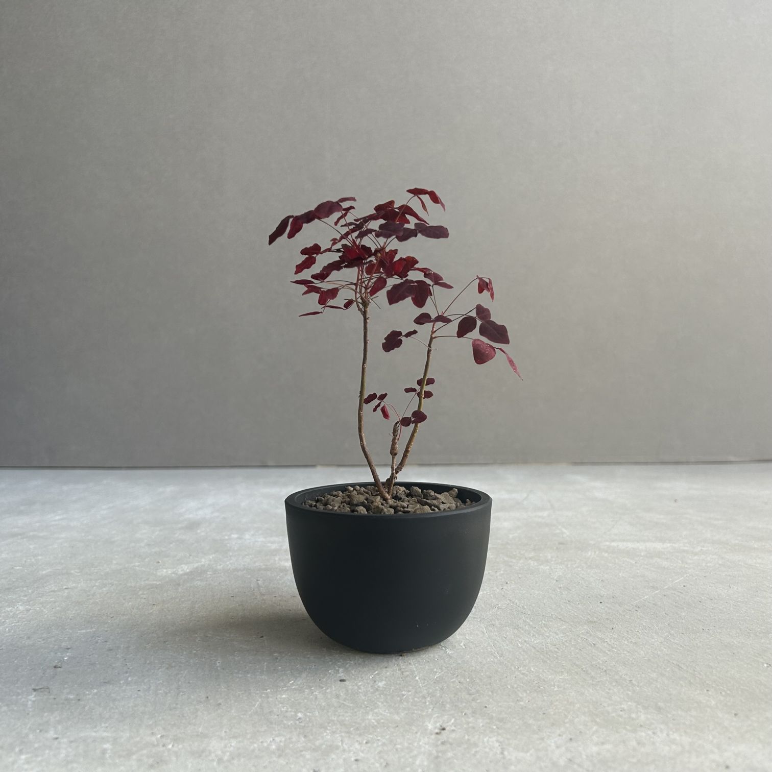ユーフォルビア アブデルクリ｜Euphorbia abdelkuri 珍奇植物 多肉植物