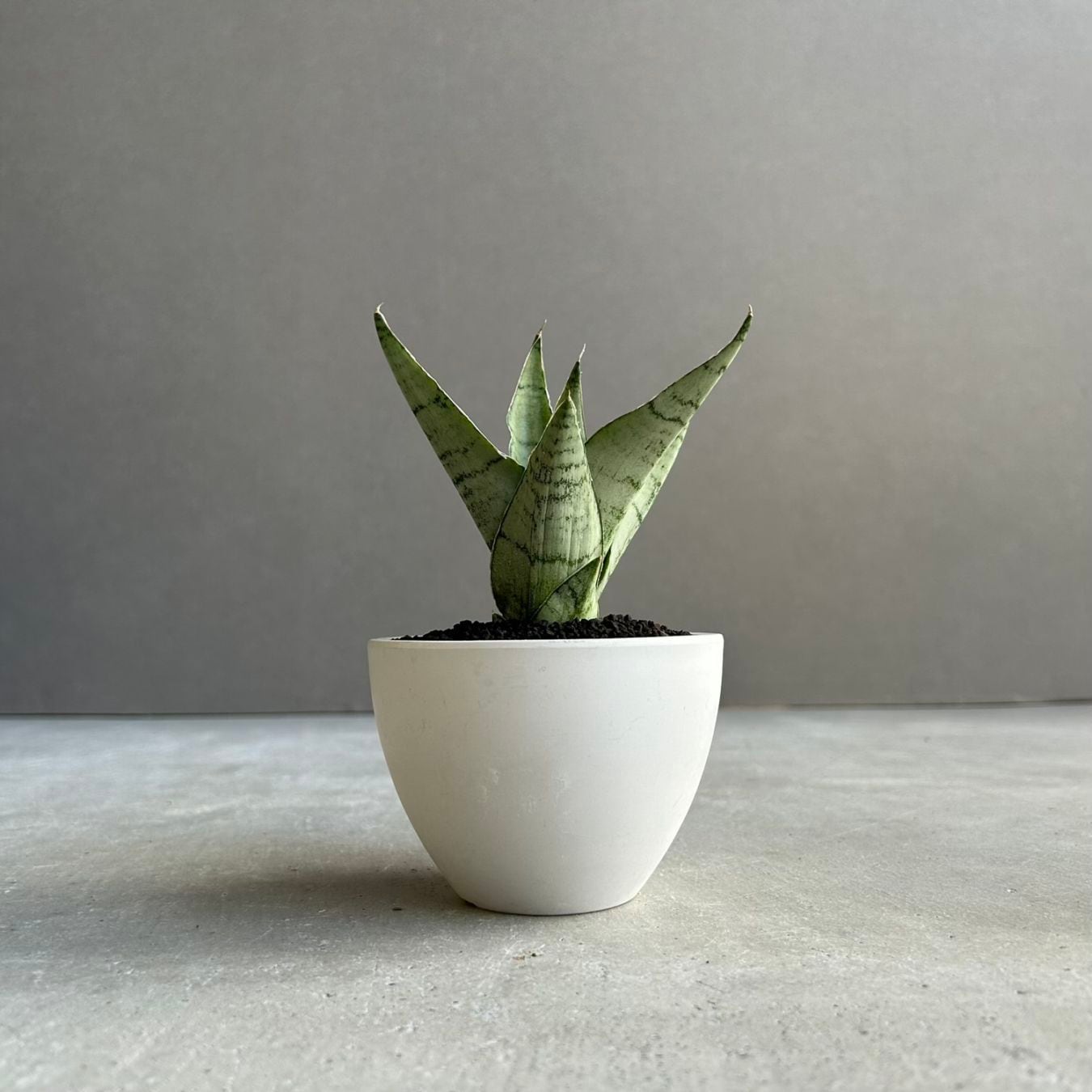 サンセベリア(サンスベリア) グリーン ピーチ Sansevieria Green Peach