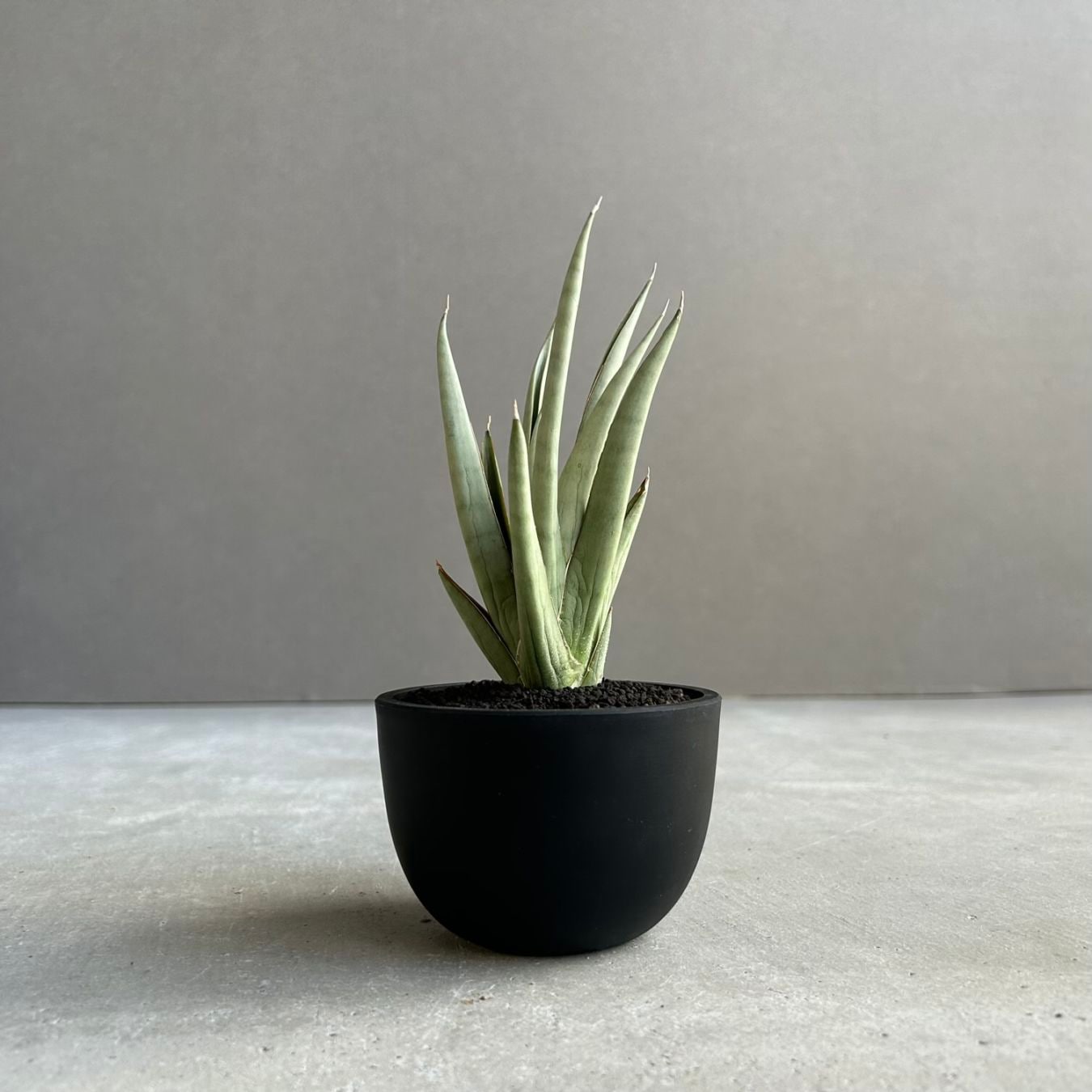 サンセベリア(サンスベリア) グリーン ピーチ Sansevieria Green Peach