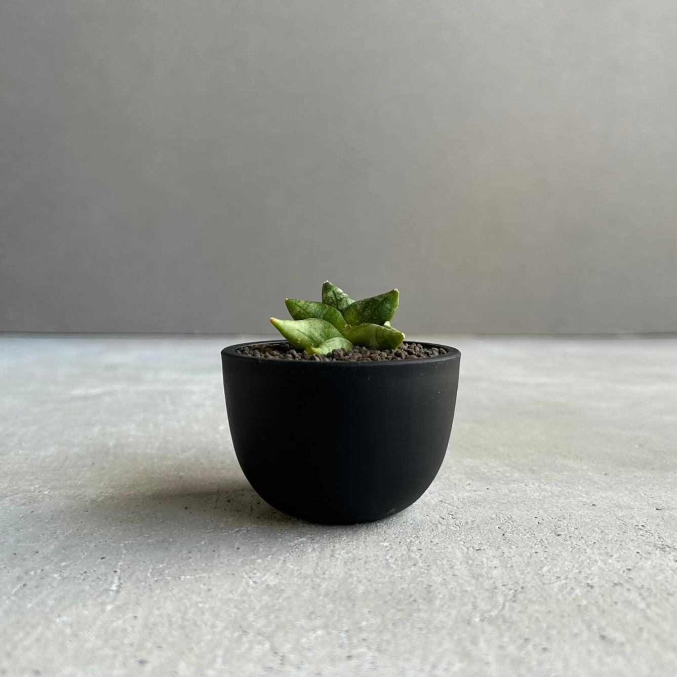 サンセベリア(サンスベリア) グリーン ピーチ Sansevieria Green Peach
