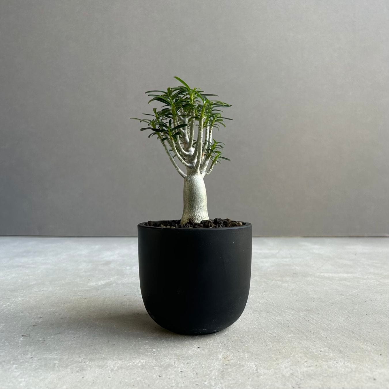 観葉植物通販｜海外直輸入の希少種専門｜松竹園