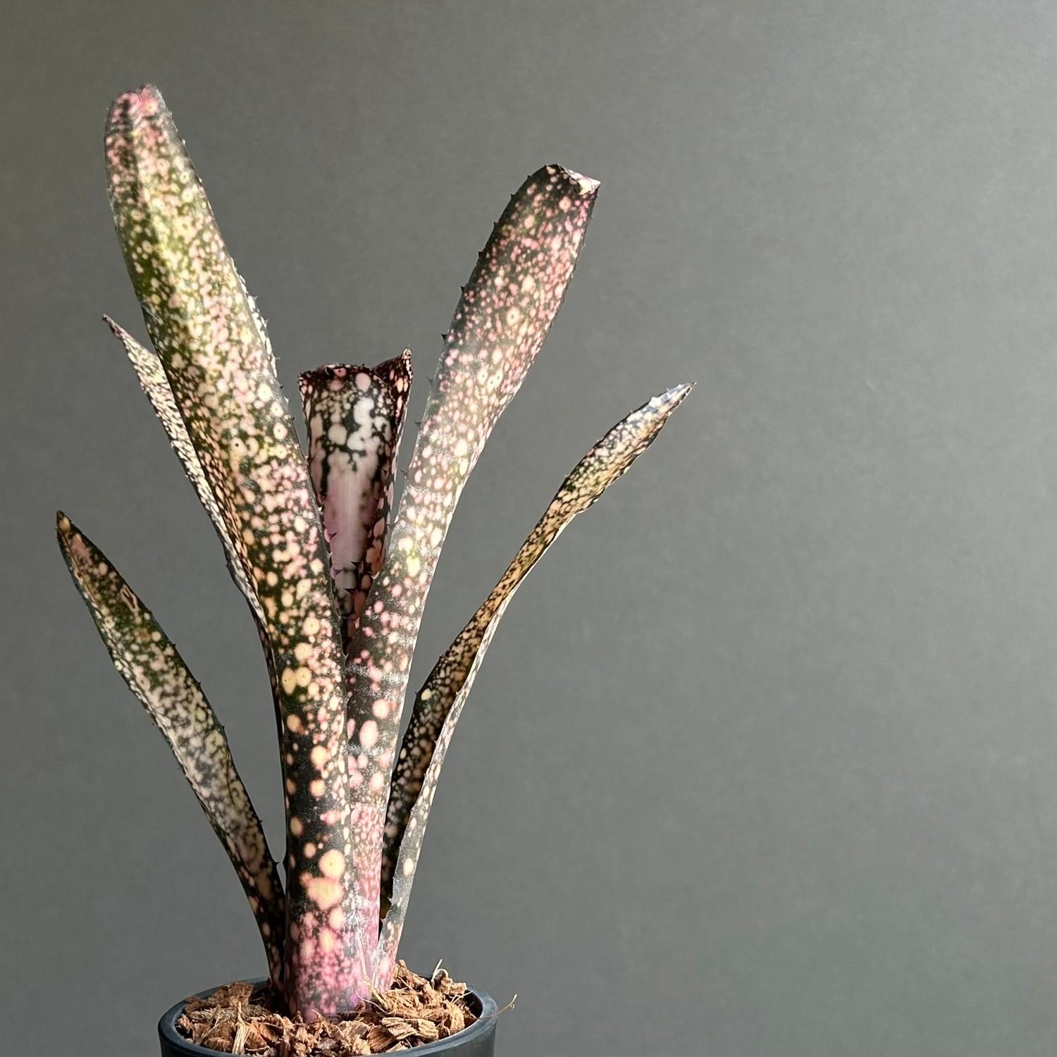 ブロメリア・エアープランツ Billbergia Coconut Ice ビルベルギア トンプライ ファイヤー アンド アイス｜Otto氏育成・BLUE