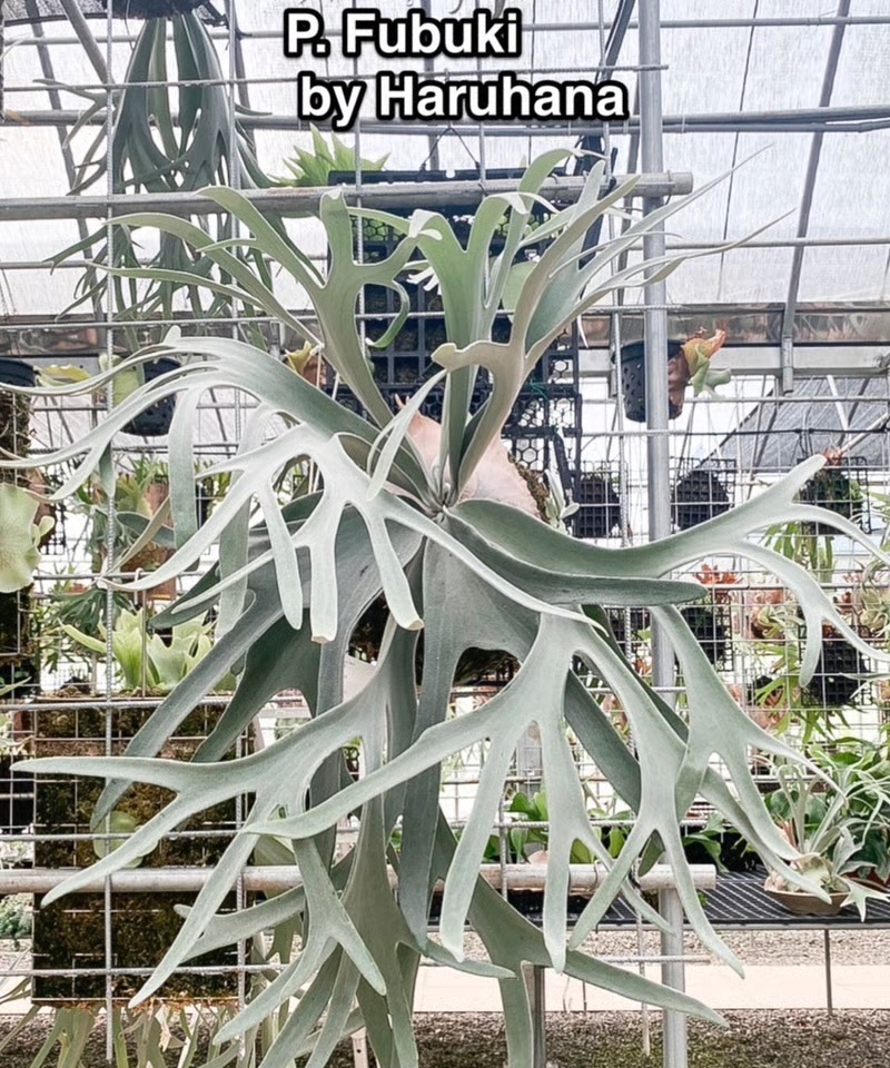 ビカクシダ 吹雪 (子株) Platycerium Fubuki (pup) ビカクシダ