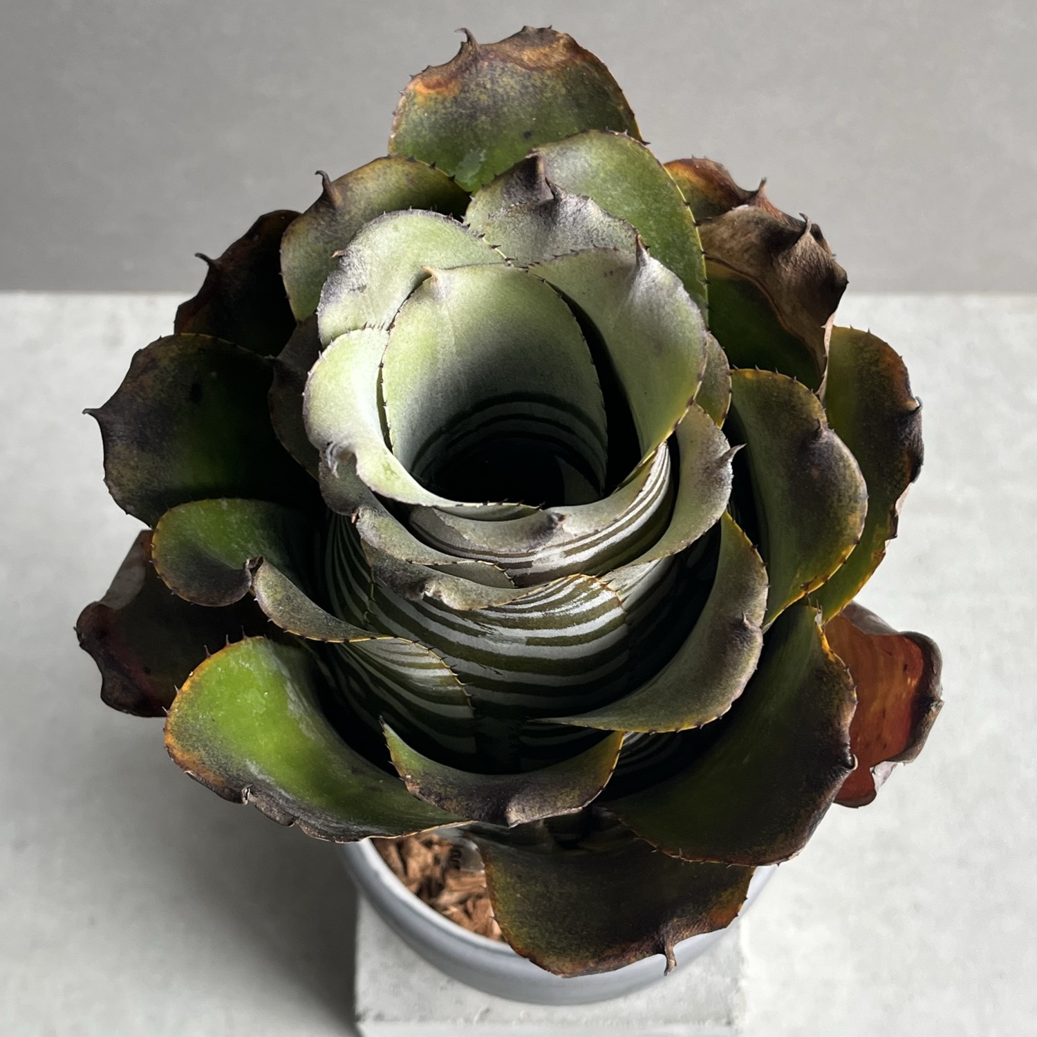 6_000000000302.jpg?1772764837