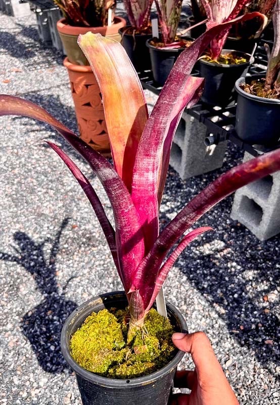 特大株　ビルベルギア② Billbergia Amanda｜ビルベルギアの一株｜SHOUCHIKU-EN