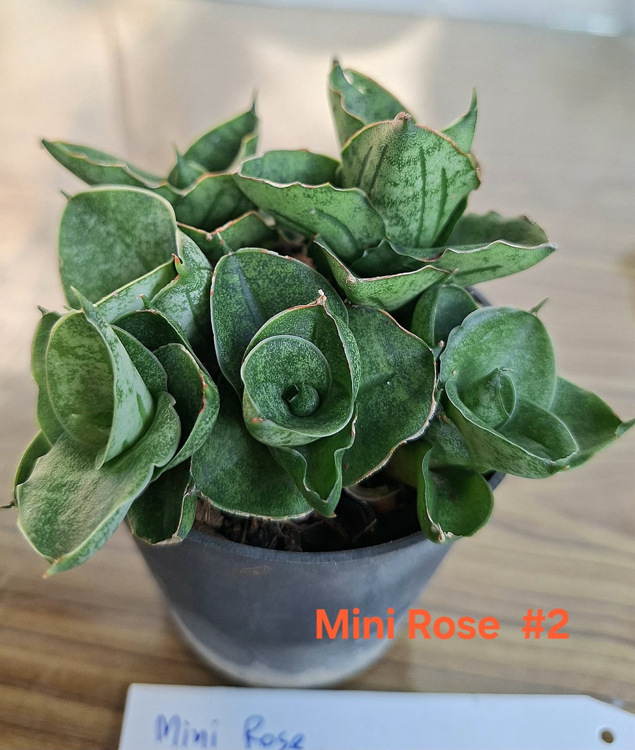 サンセベリア ミニローズ Sansevieria Mini Rose｜Unyamanee Garden