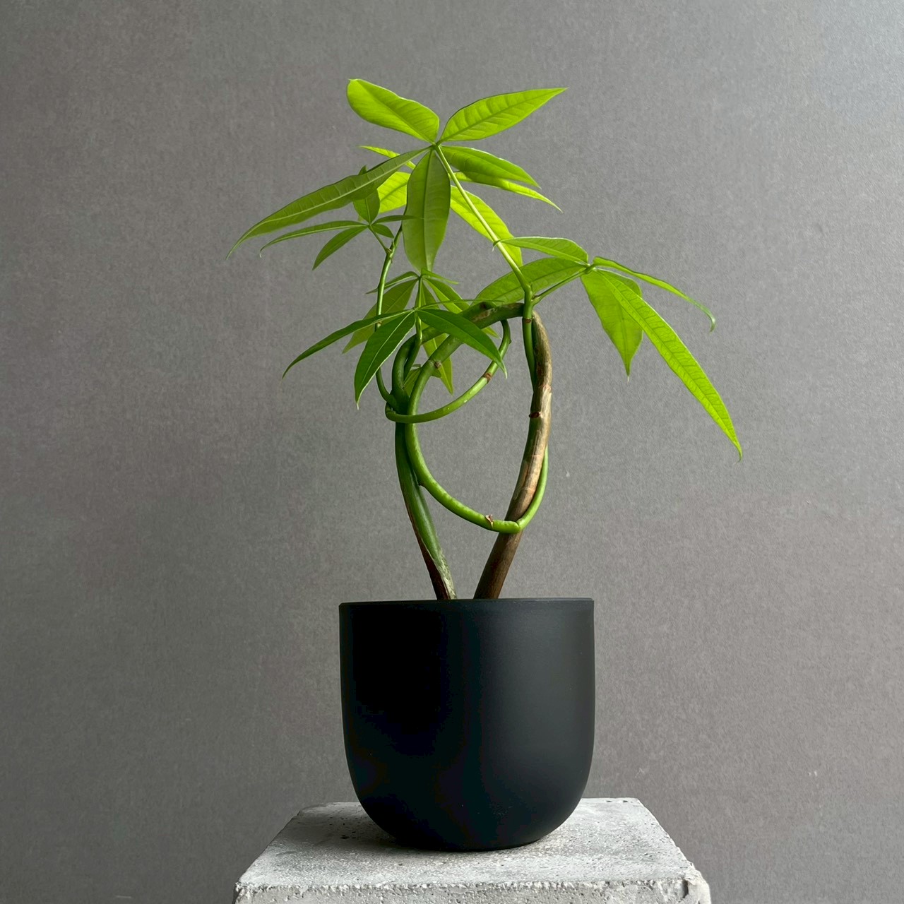 パキラ カービング 実生苗 Pachira｜観葉植物 曲がり インテリア
