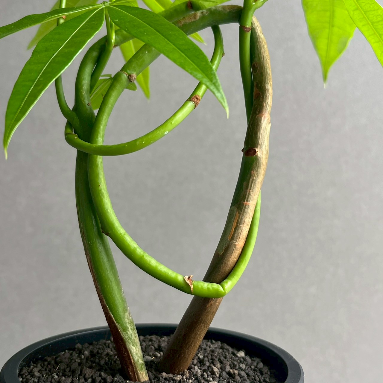 パキラ カービング 実生苗 Pachira｜観葉植物 曲がり インテリア
