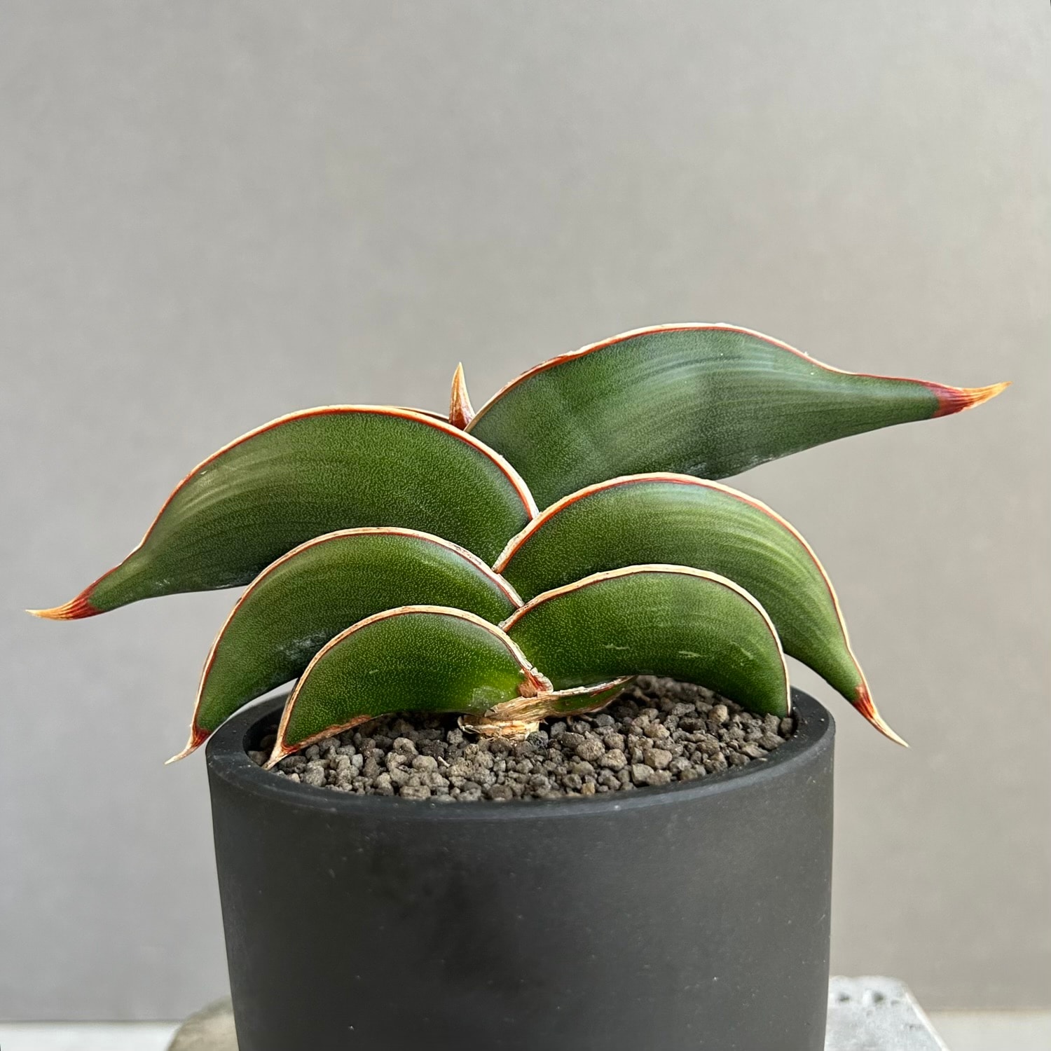 サンセベリア ロリダ｜King Of Sansevieriaと称される人気希少種