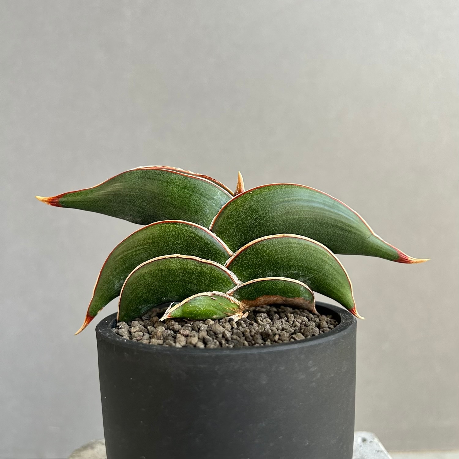 サンセベリア ロリダ｜King Of Sansevieriaと称される人気希少種