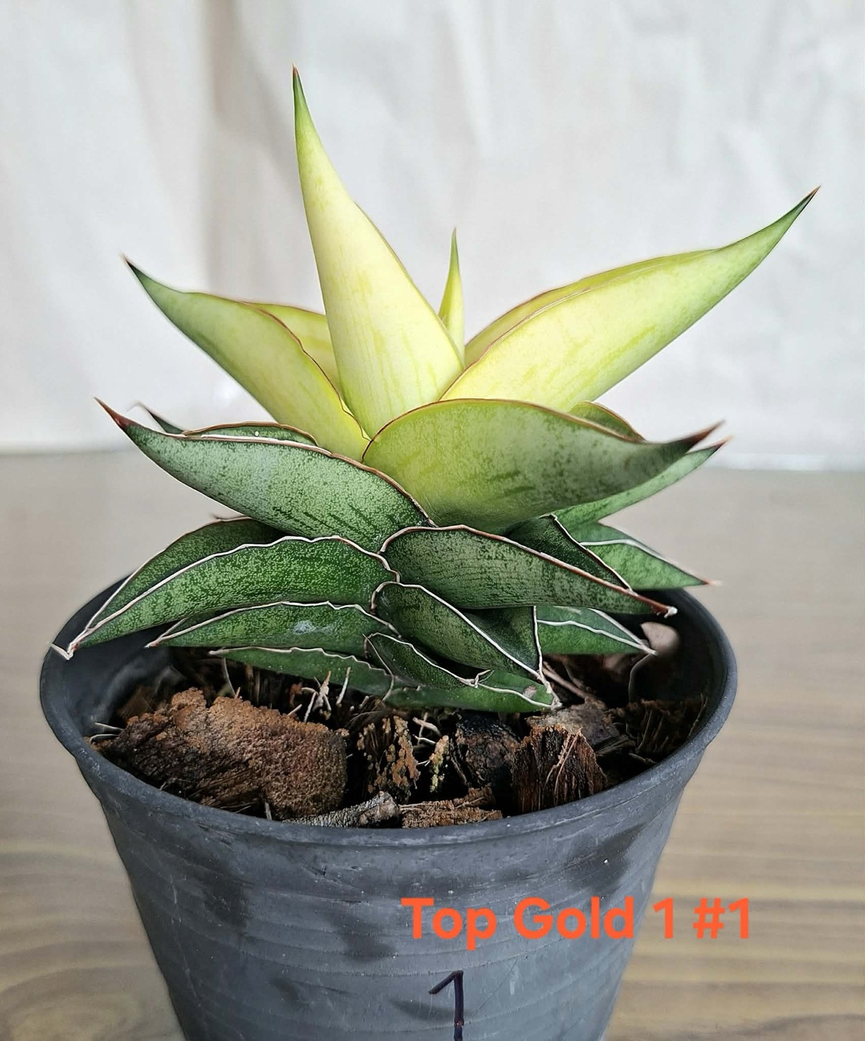 EMP サンセベリア Sir Ray Ong サー レイ オン / SA349 サンセベリア トップゴールド No.1 Sansevieria Top Gold｜黄金葉 新
