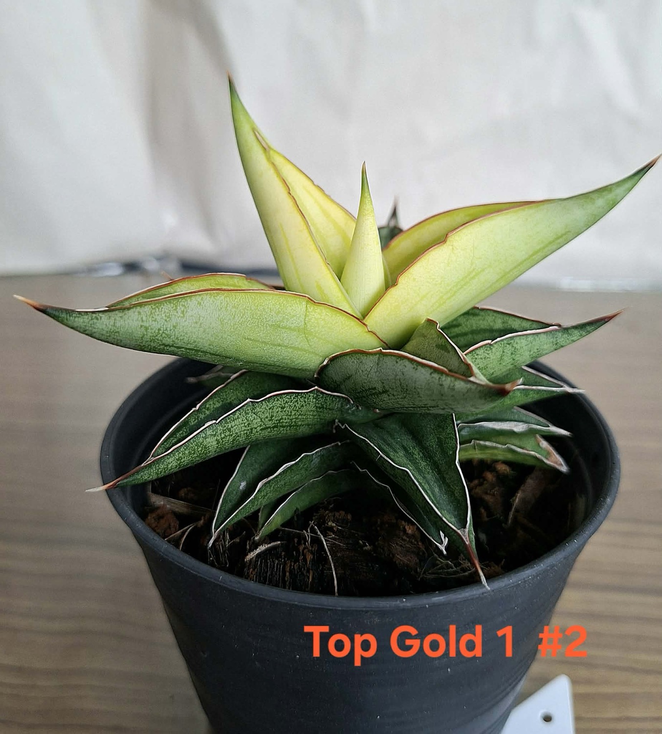 サンセベリア トップゴールド No.1 Sansevieria Top Gold｜黄金葉 新