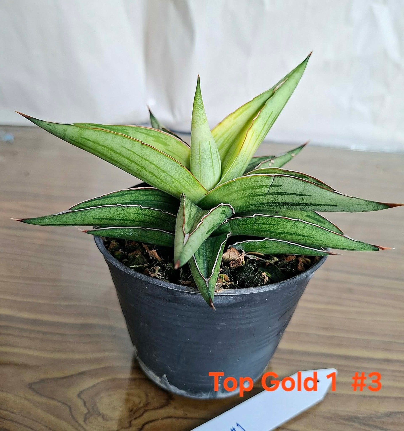 サンセベリア トップゴールド No.1 Sansevieria Top Gold｜黄金葉 新