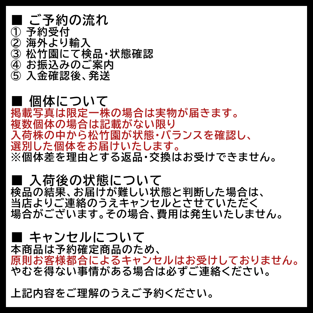 ビカクシダ ウィリンキー cv. ブルークイーン × ボゴール ミスター