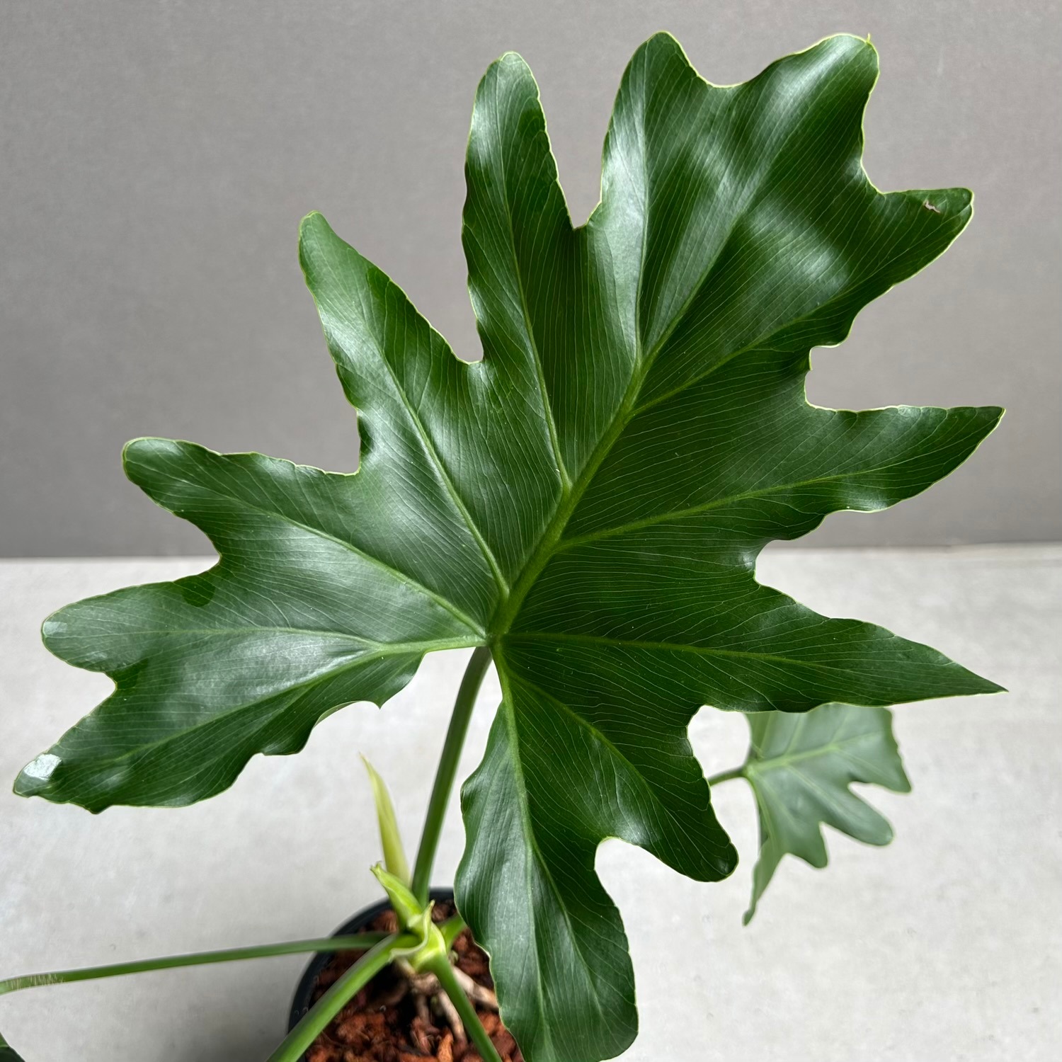 フィロデンドロン セローム｜大きく切れ込む葉が美しい人気の観葉植物