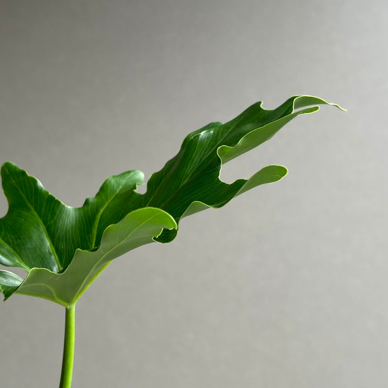 フィロデンドロン セローム｜大きく切れ込む葉が美しい人気の観葉植物