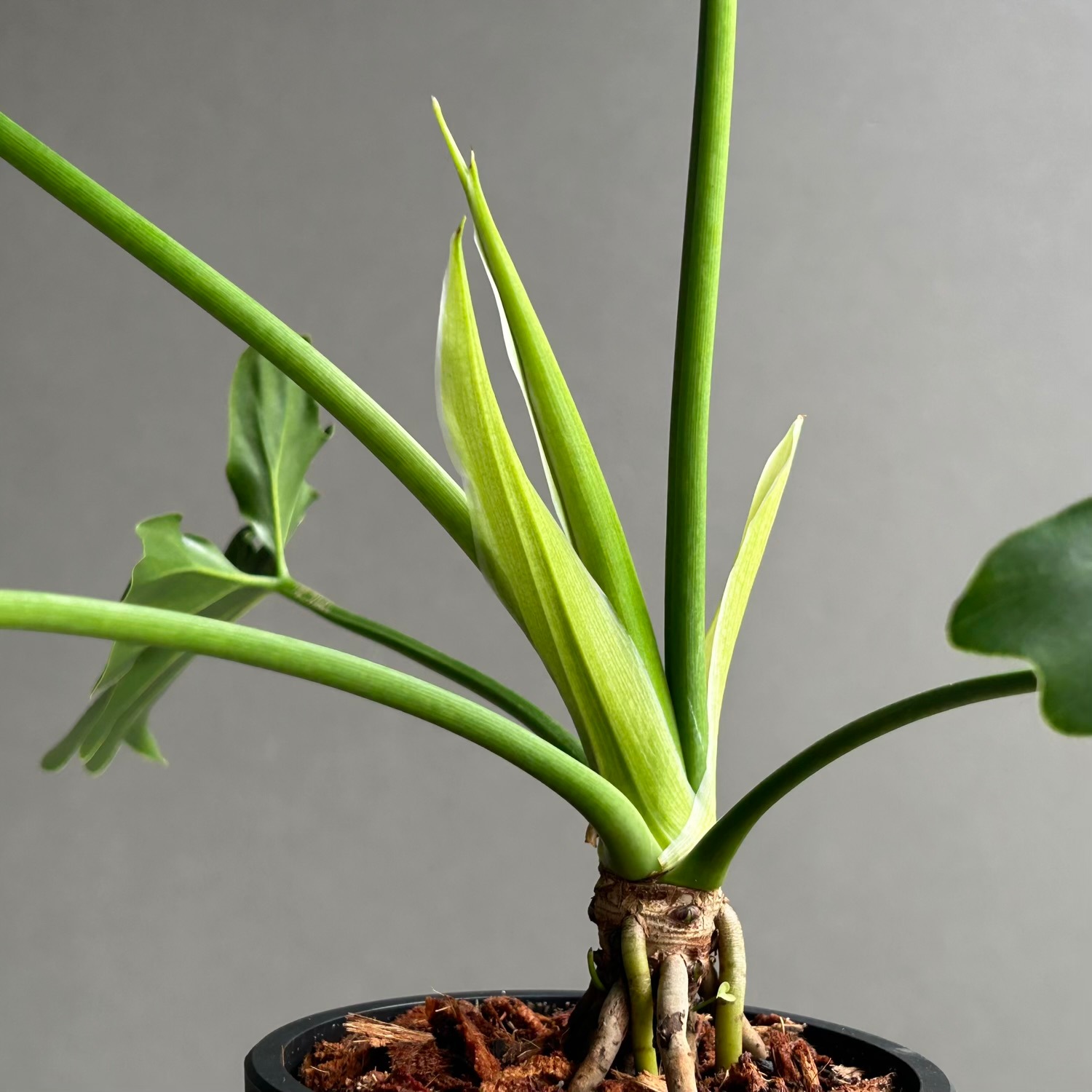 フィロデンドロン セローム｜大きく切れ込む葉が美しい人気の観葉植物