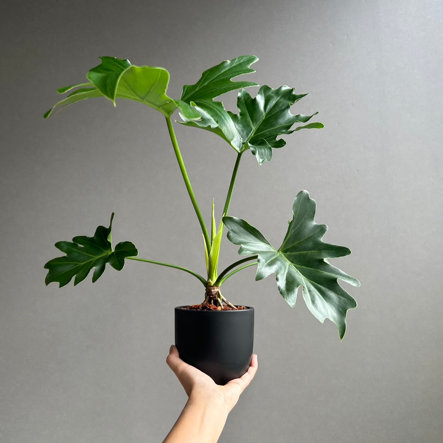 フィロデンドロン セローム｜大きく切れ込む葉が美しい人気の観葉植物
