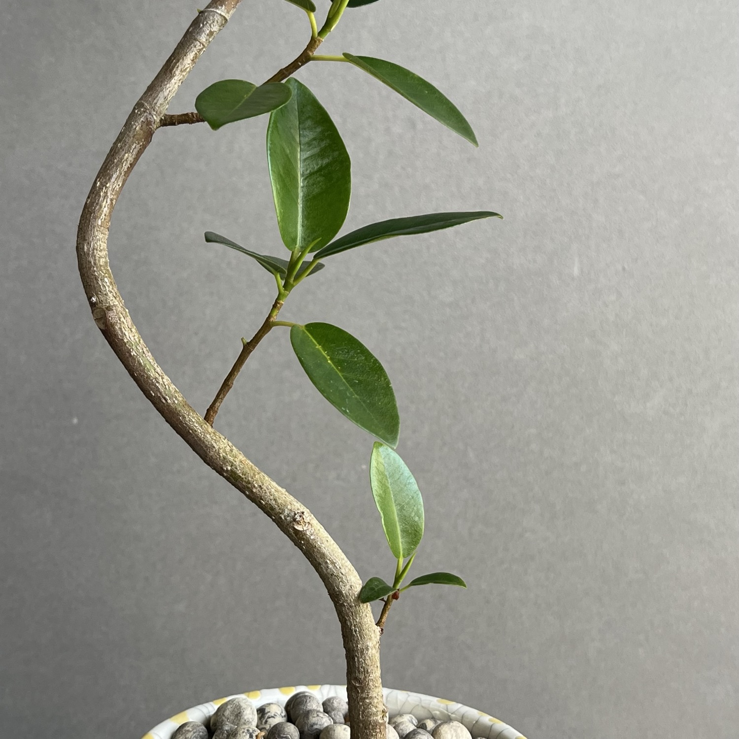 フィカス ルビギノーサ カービング Ficus rubiginosa フランスゴムの木