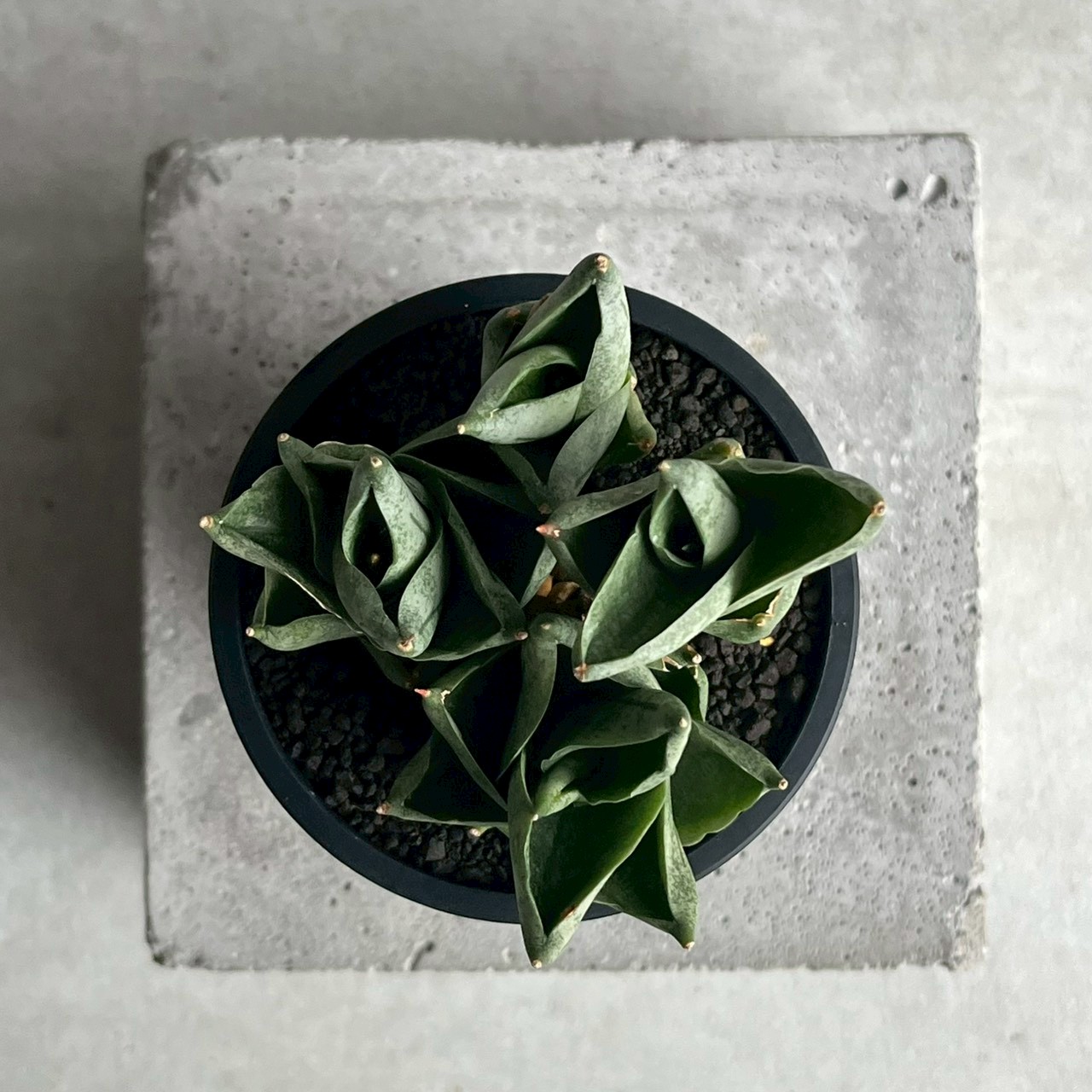 サンセベリア タムタミ Sansevieria Tamu Tami｜観葉植物 コンパクト