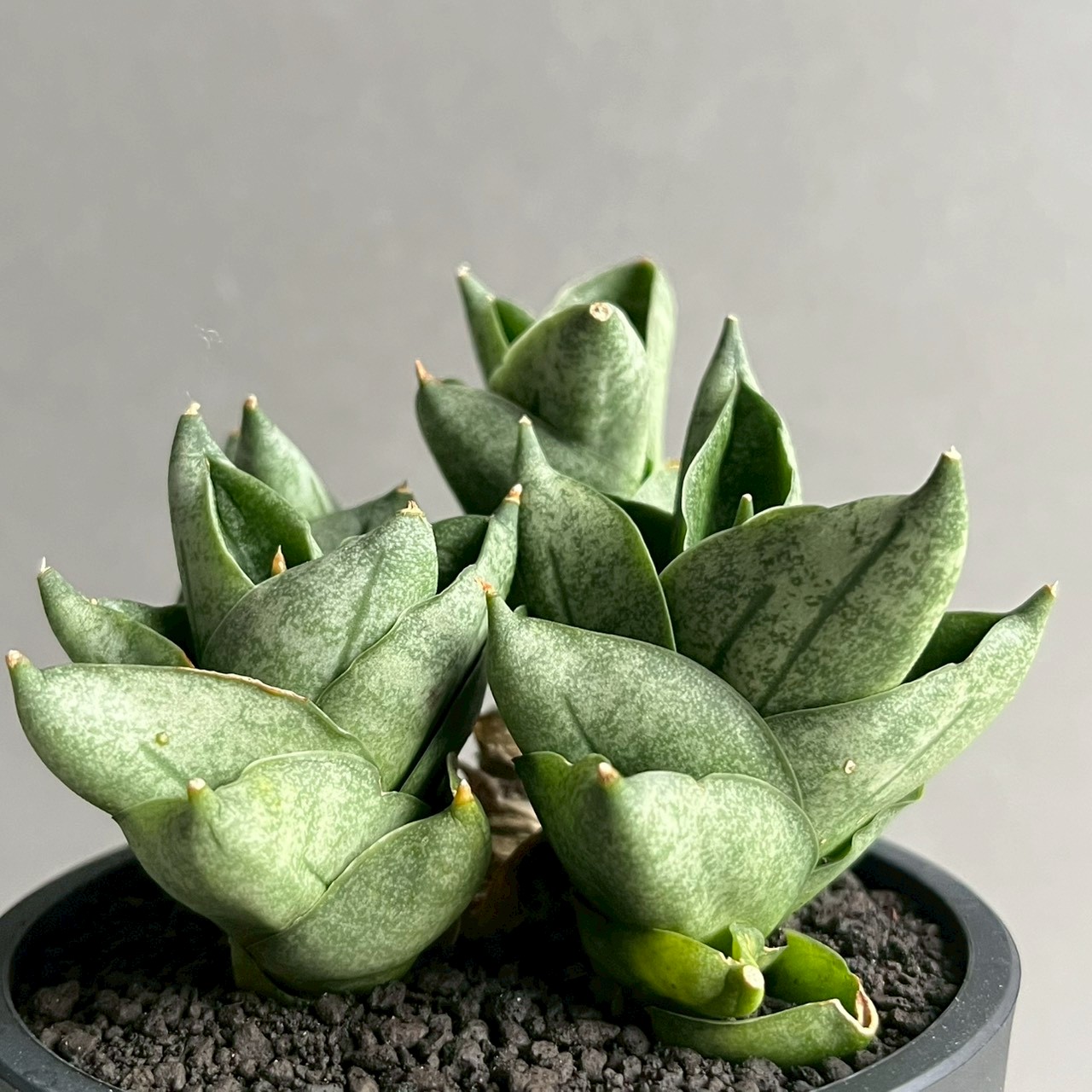 サンセベリア タムタミ Sansevieria Tamu Tami|観葉植物 コンパクト サンセベリア タムタミ Sansevieria Tamu Tami|観葉植物 コンパクト