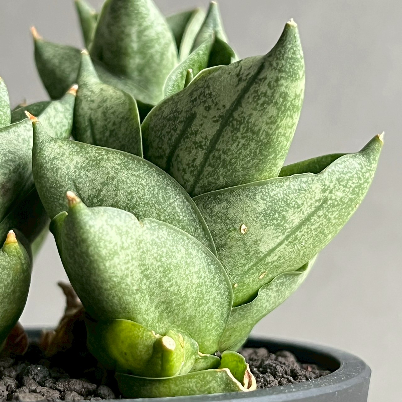 サンセベリア タムタミ Sansevieria Tamu Tami｜観葉植物 コンパクト