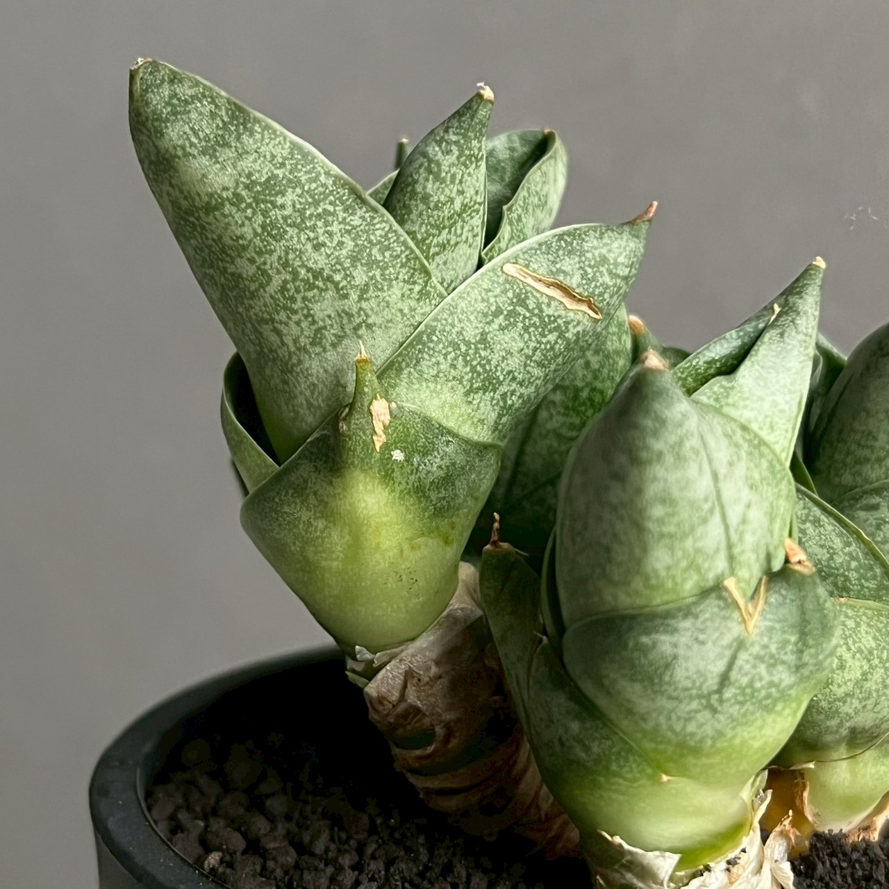 サンセベリア タムタミ Sansevieria Tamu Tami｜観葉植物 コンパクト