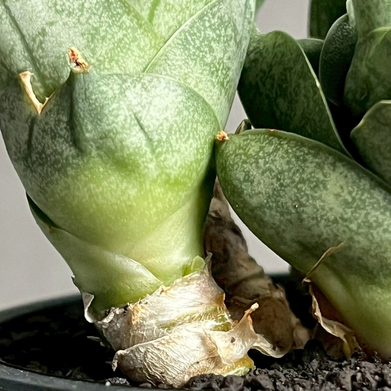 サンセベリア(サンスベリア) タムタミ Sansevieria Tamu Tami｜観葉