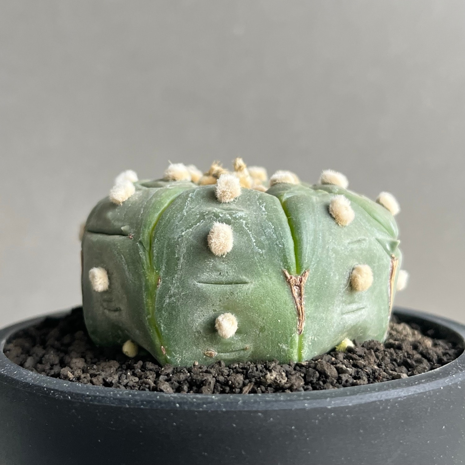 アストロフィツム 亀甲兜 「Astrophytum asterias f. nudum cv. 'Kikko'」