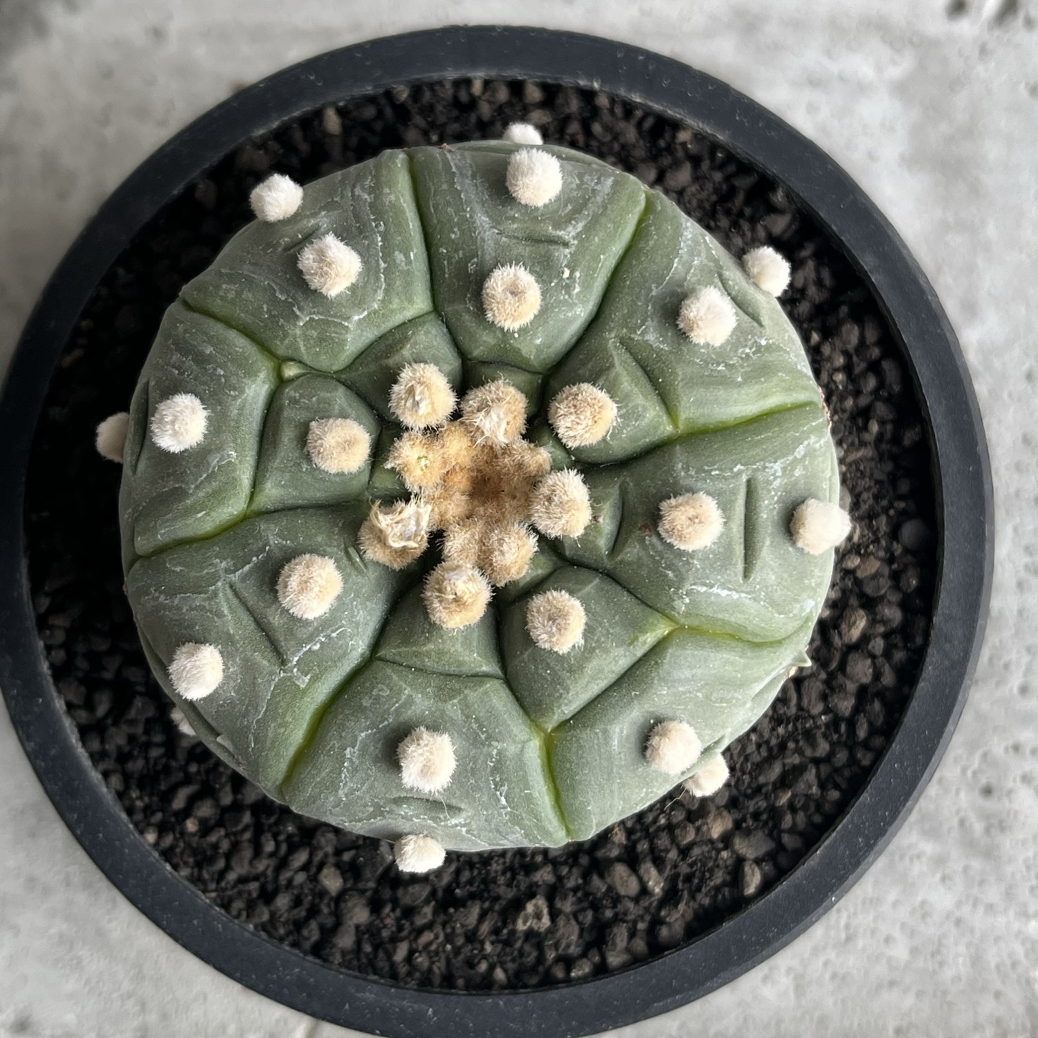 三点まとめ asterias Astrophytum アストロフィツム | nudum cv 亀甲兜