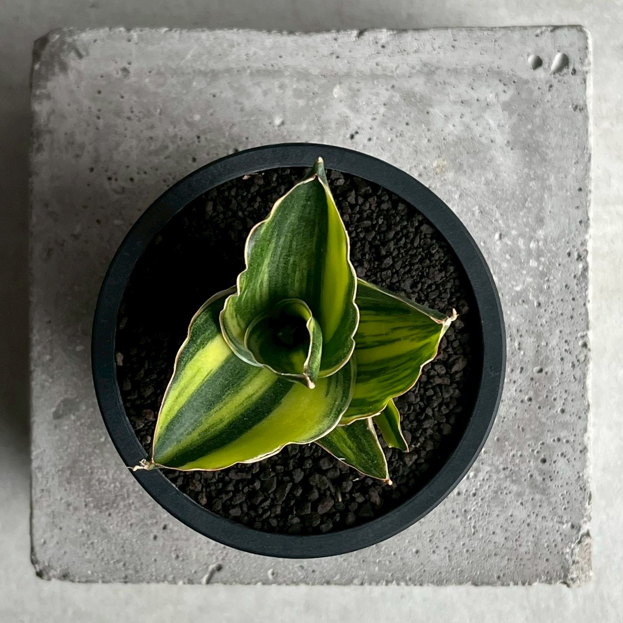 サンセベリア アンダマン 斑入 Sansevieria Andaman Variegated｜観葉