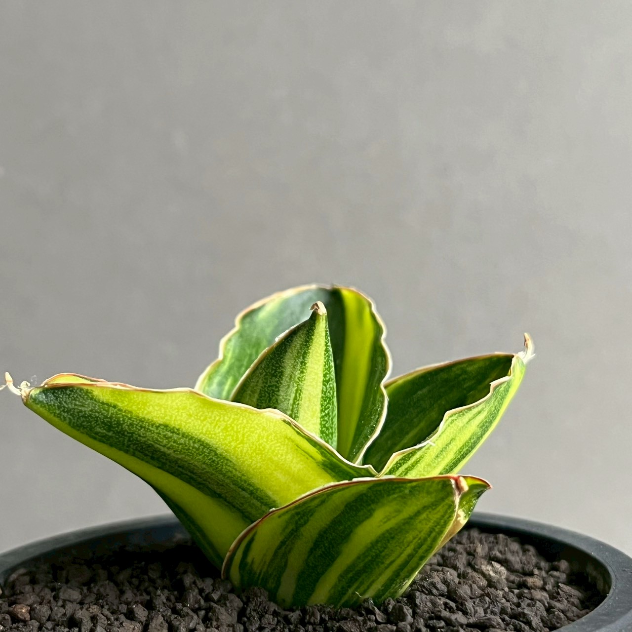 サンスベリア アンダマン 斑入 Sansevieria Andman Var サンセベリア アンダマン 斑入 Sansevieria Andaman Variegated｜観葉