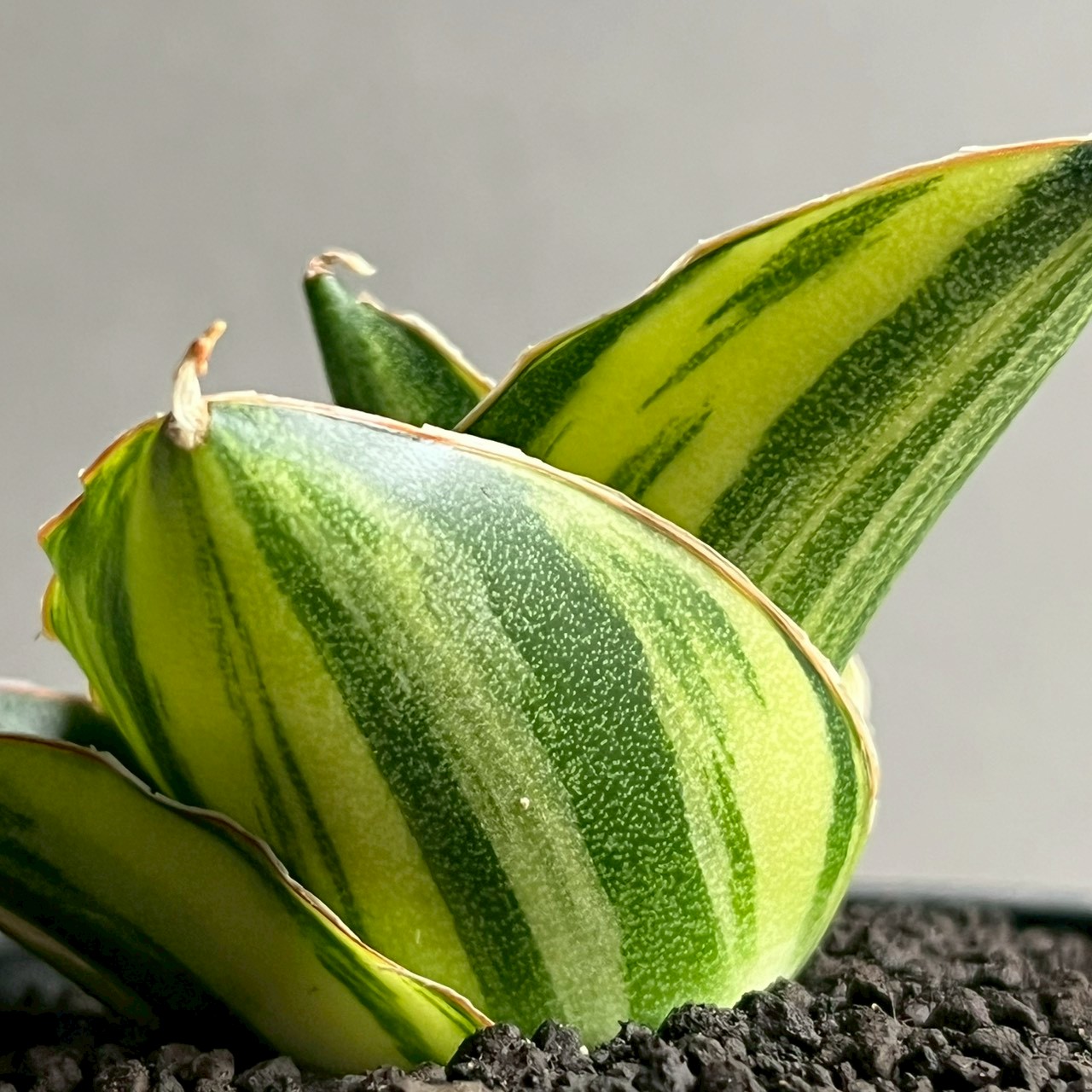 サンセベリア アンダマン 斑入 Sansevieria Andaman Variegated｜観葉