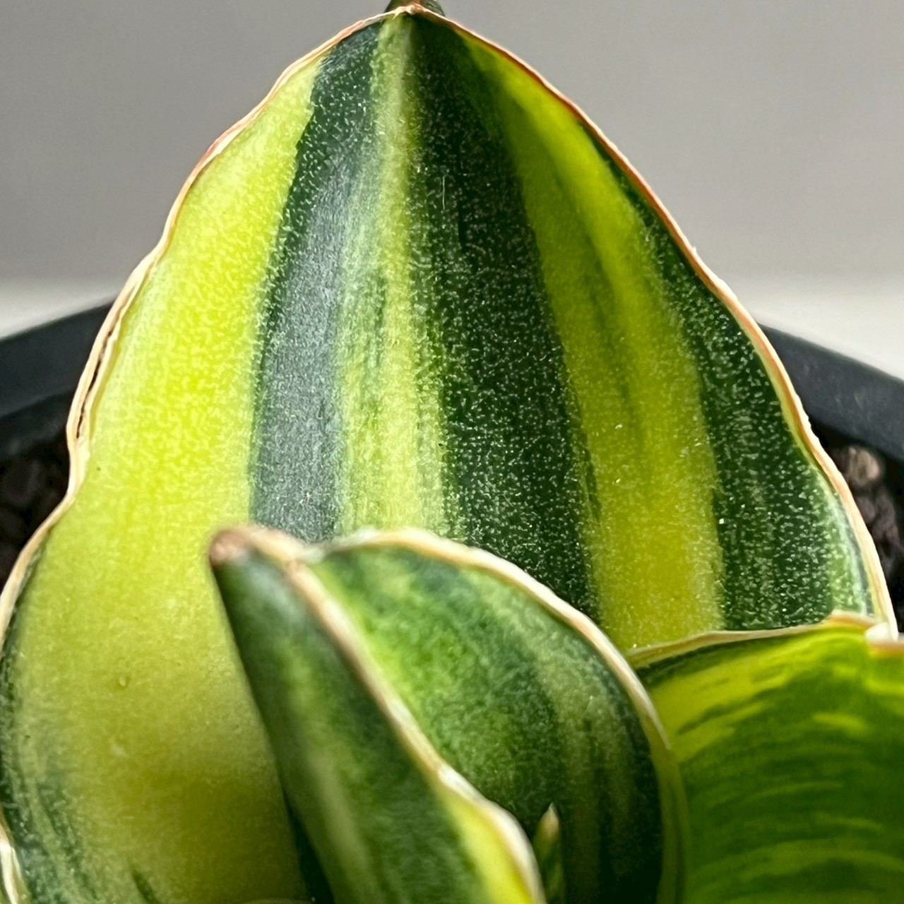 サンセベリア アンダマン 斑入 Sansevieria Andaman Variegated｜観葉