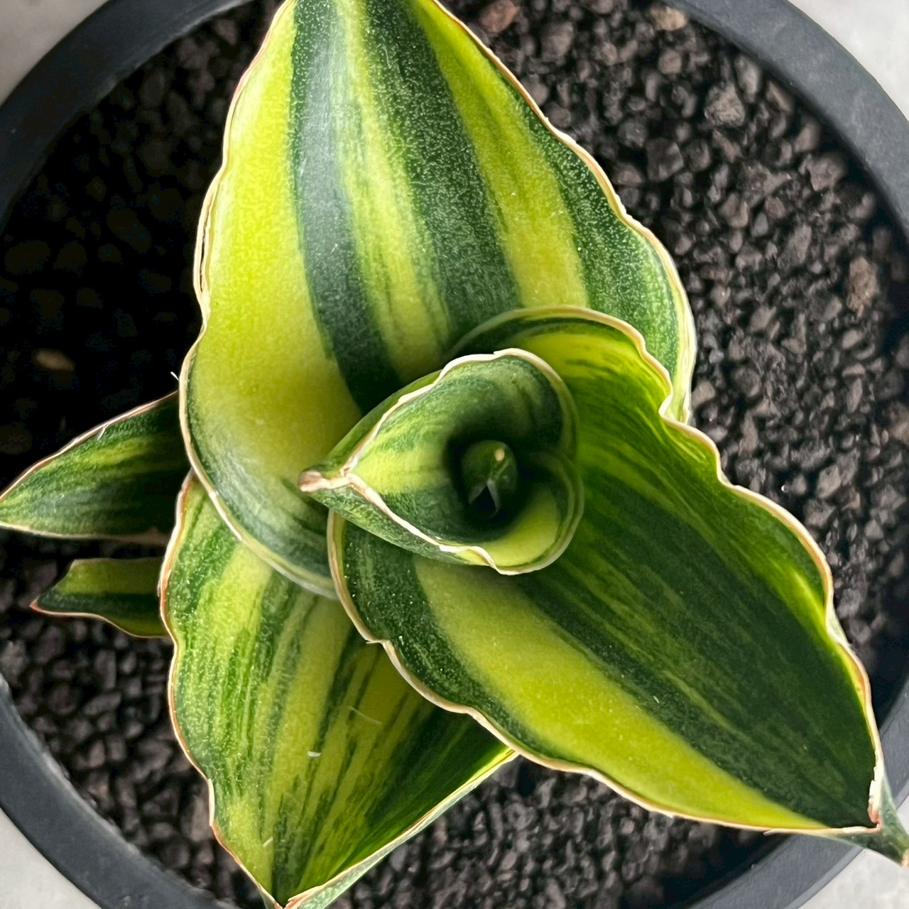 サンスベリア アンダマン 斑入 Sansevieria Andman Var サンセベリア アンダマン 斑入 Sansevieria Andaman Variegated｜観葉