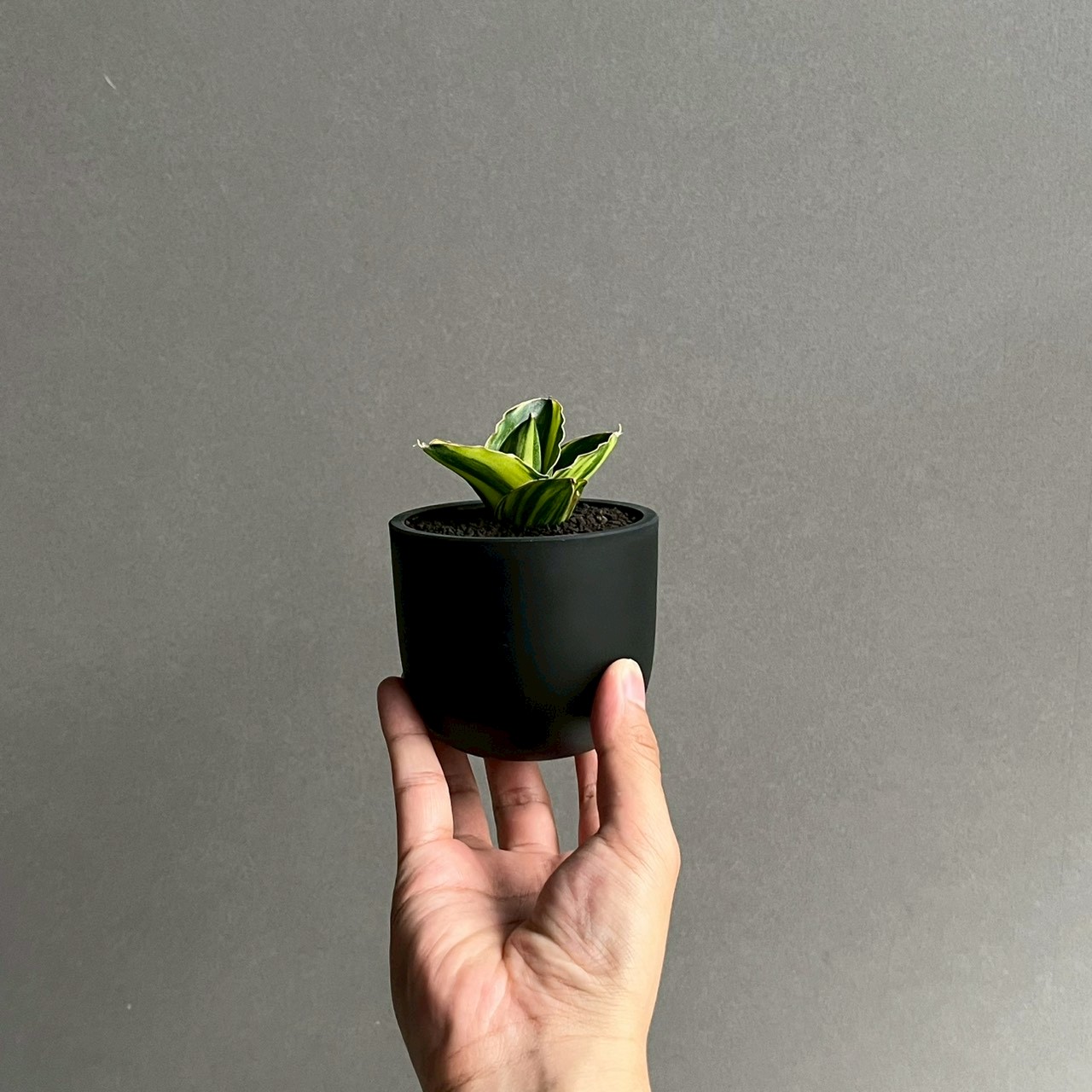 サンセベリア アンダマン 斑入 Sansevieria Andaman Variegated｜観葉