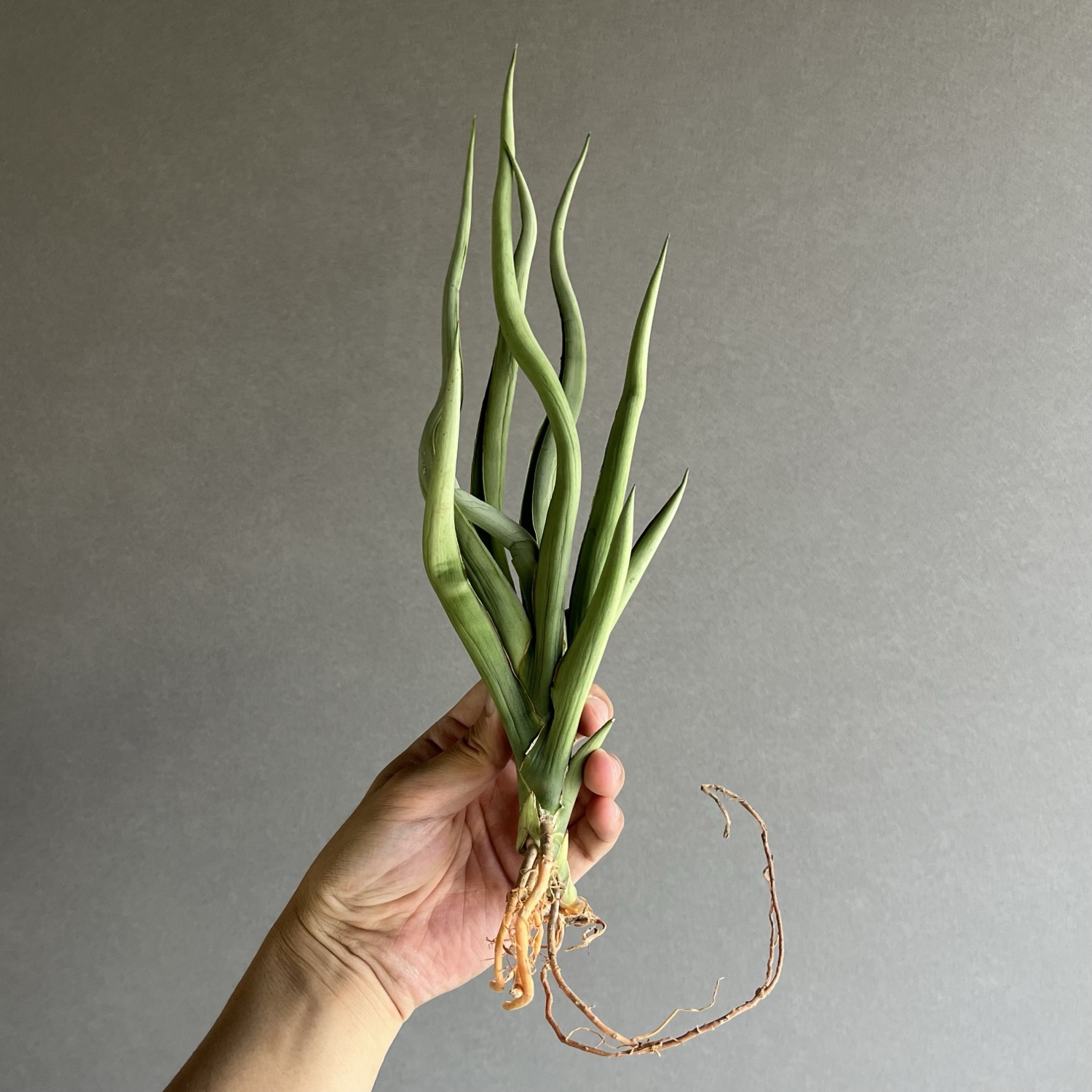 サンセベリア シルバー スパイラル/Sansevieria Silver Spiral