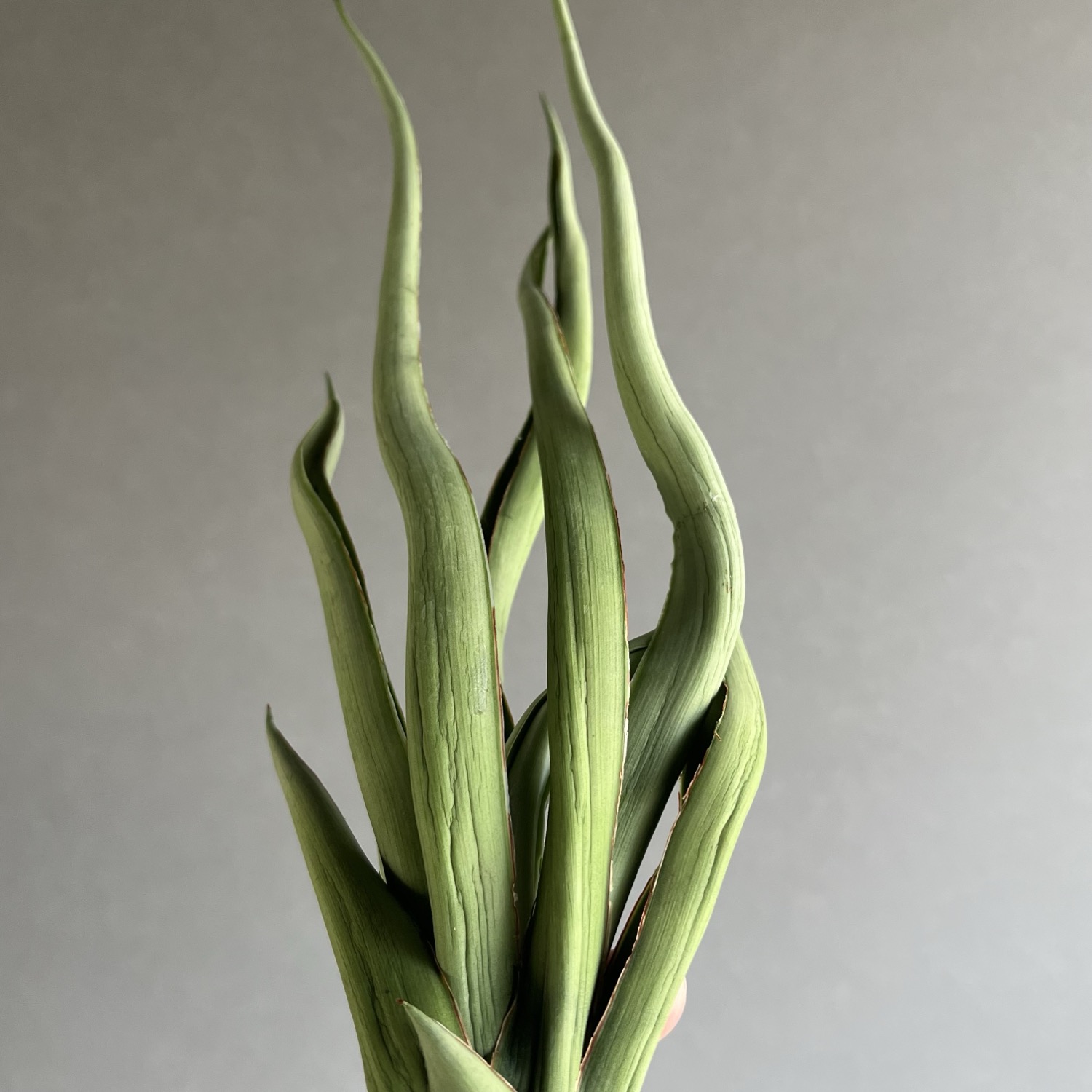 サンセベリア シルバー スパイラル/Sansevieria Silver Spiral