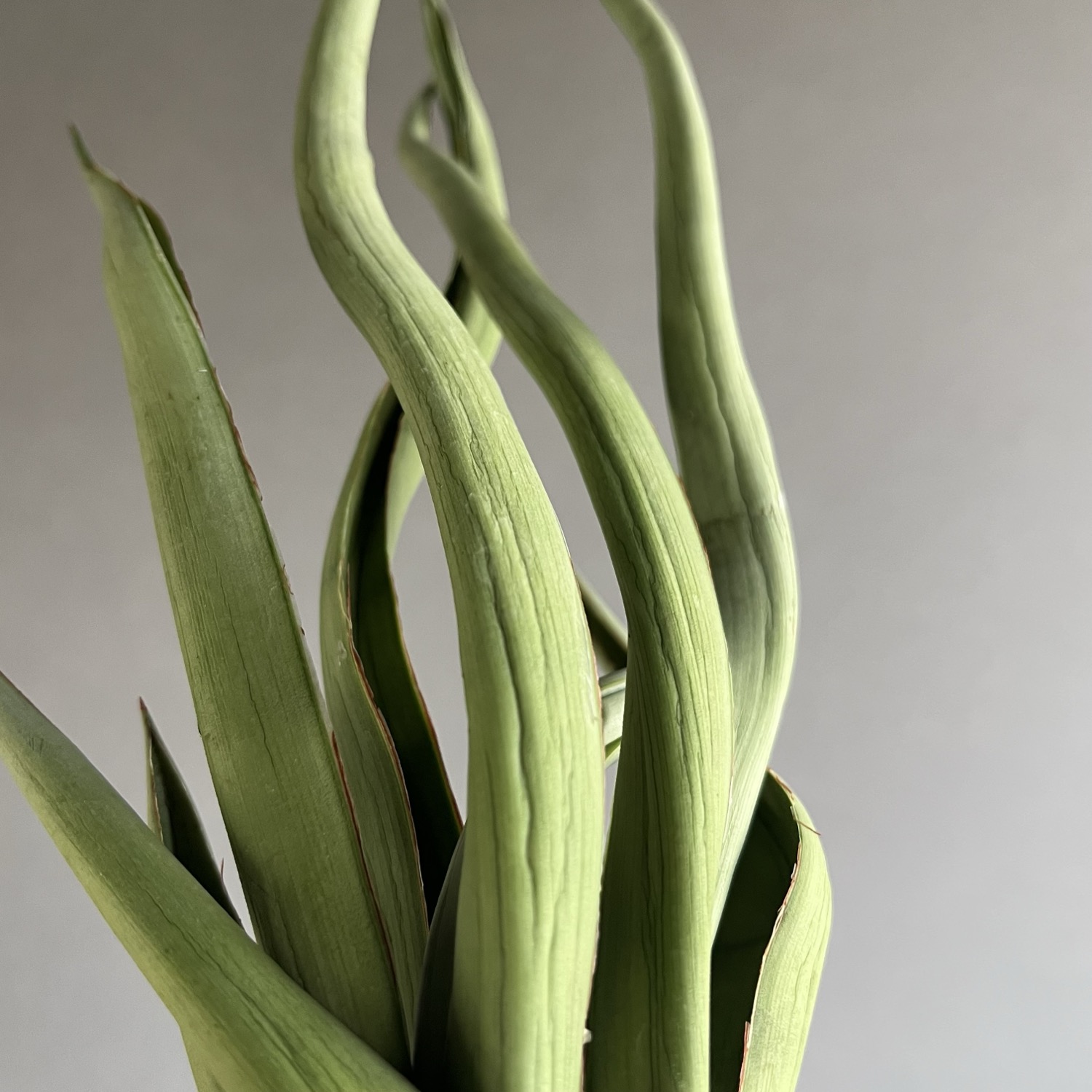 サンセベリア シルバー スパイラル/Sansevieria Silver Spiral
