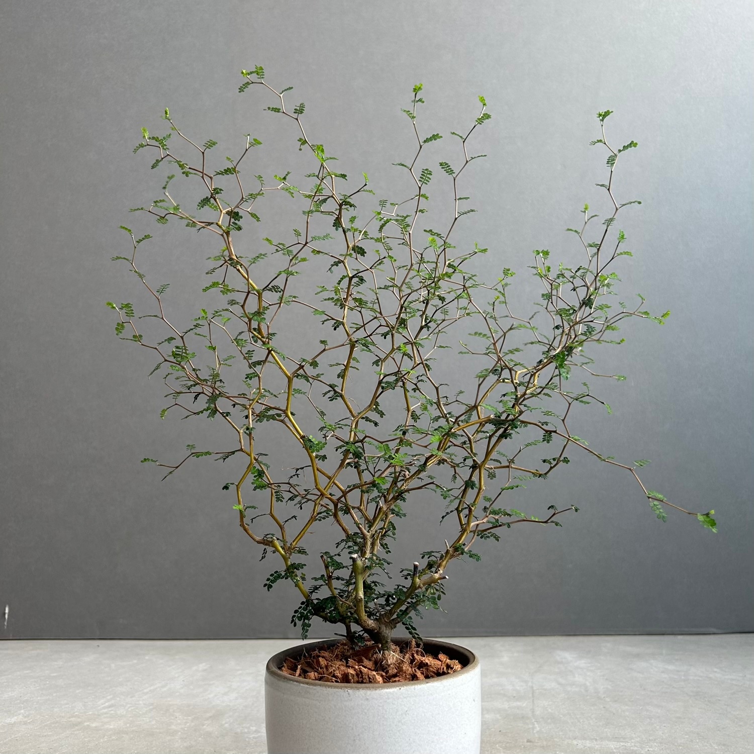 ソフォラ リトル ベイビー｜ジグザグの枝ぶりが美しい観葉植物