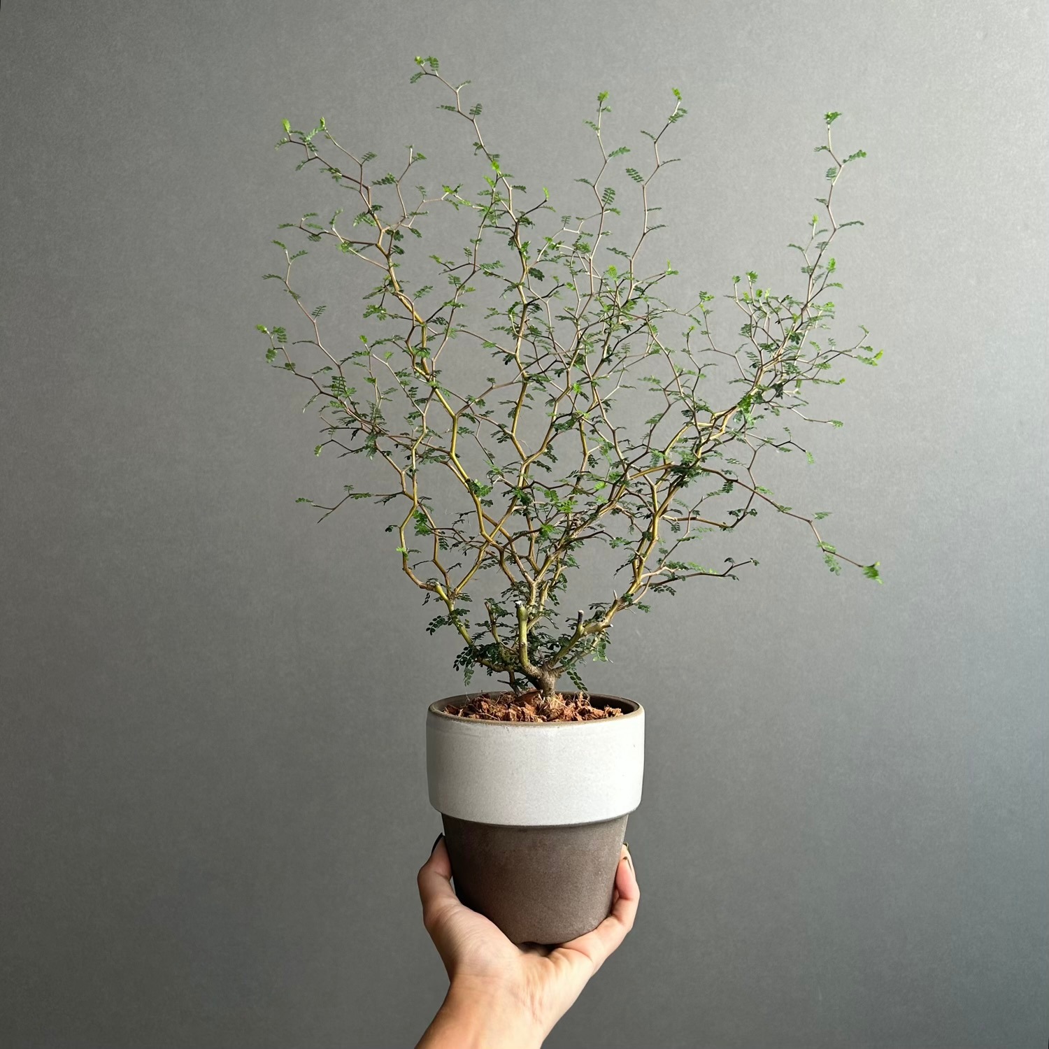 ソフォラ リトル ベイビー｜ジグザグの枝ぶりが美しい観葉植物