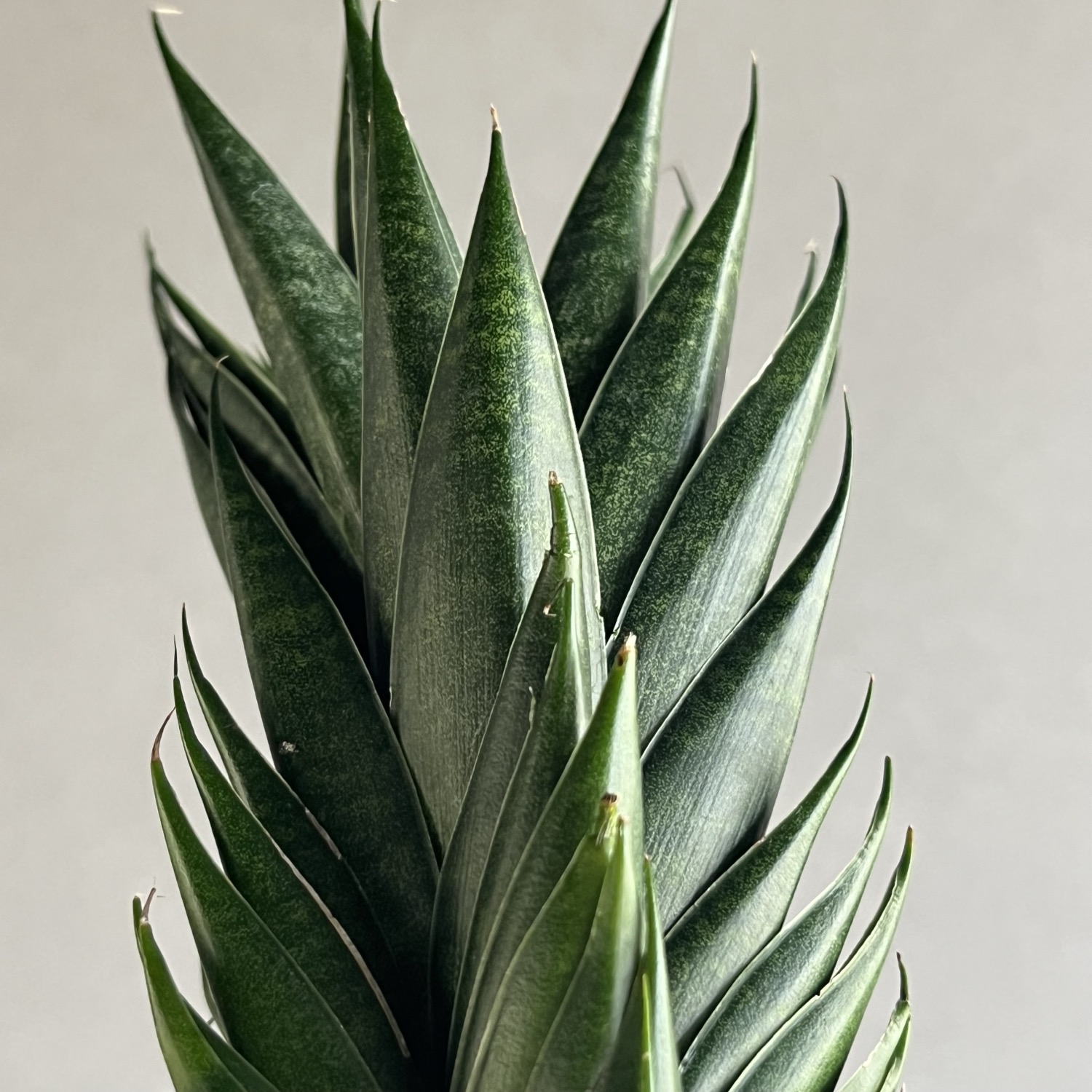 サンセベリア(サンスベリア) 龍神 Sansevieria Ryujin｜通販｜松竹園