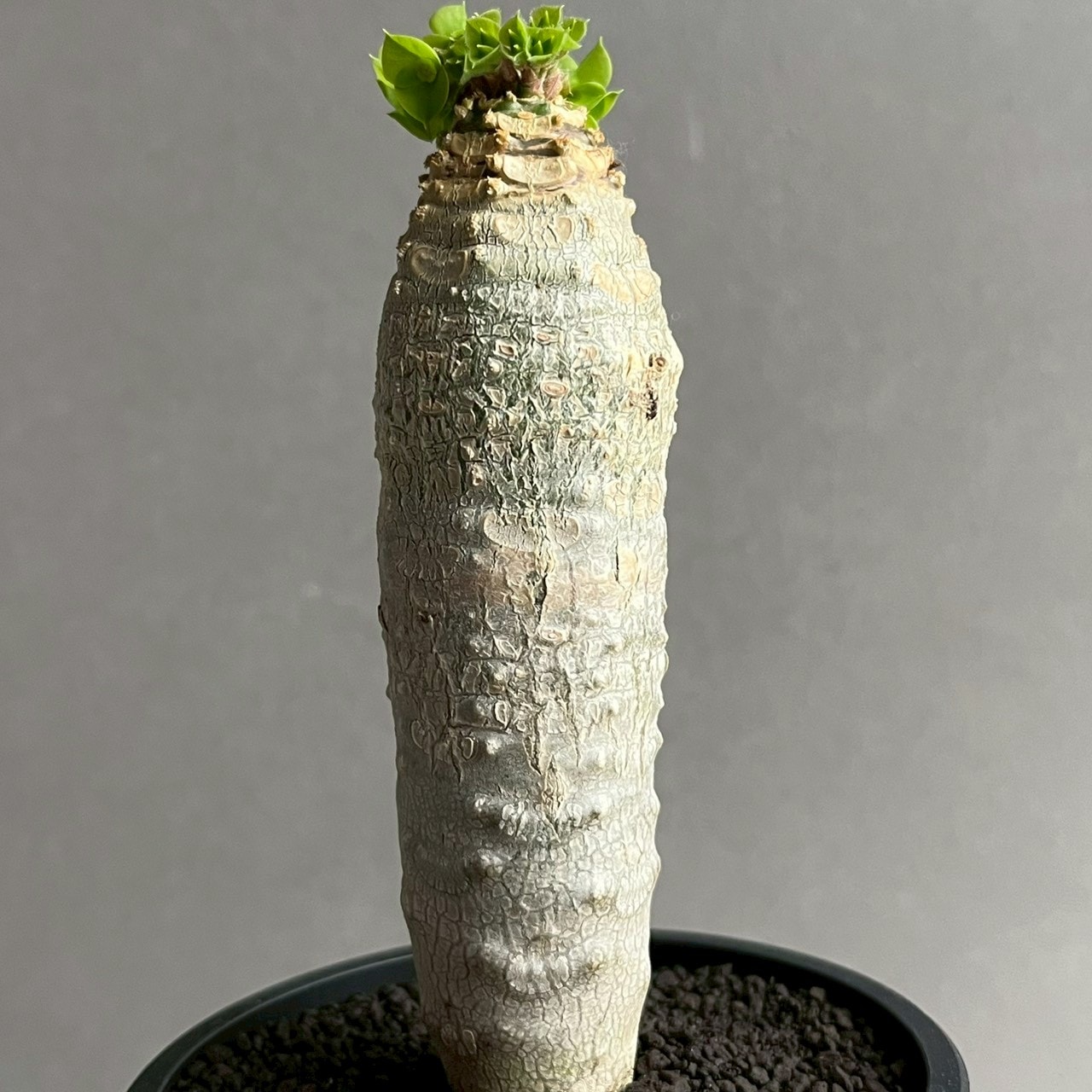 ユーフォルビア アンカレンシス 実生苗｜Euphorbia ankarensis 多肉