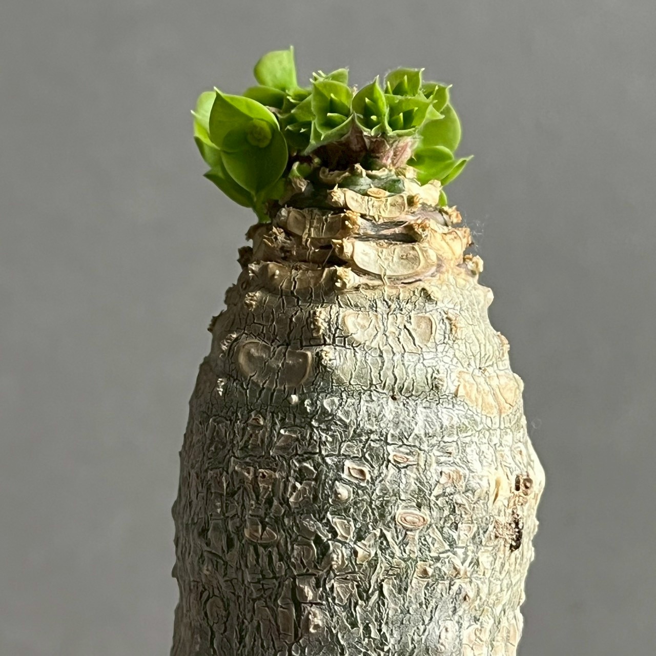 ユーフォルビア アンカレンシス 実生苗｜Euphorbia ankarensis 多肉