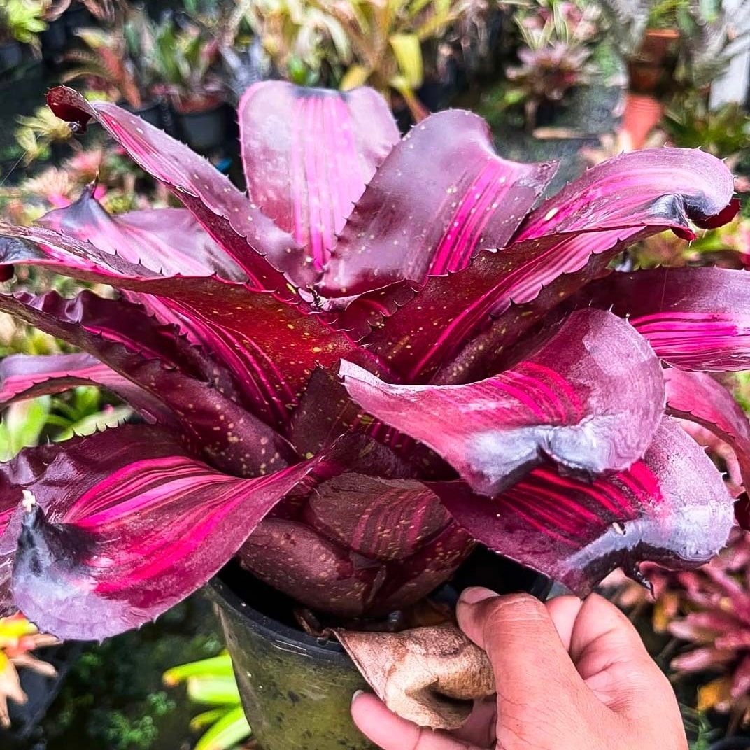 Neoregelia Megawatt｜ネオレゲリアの一株｜SHOUCHIKU-EN