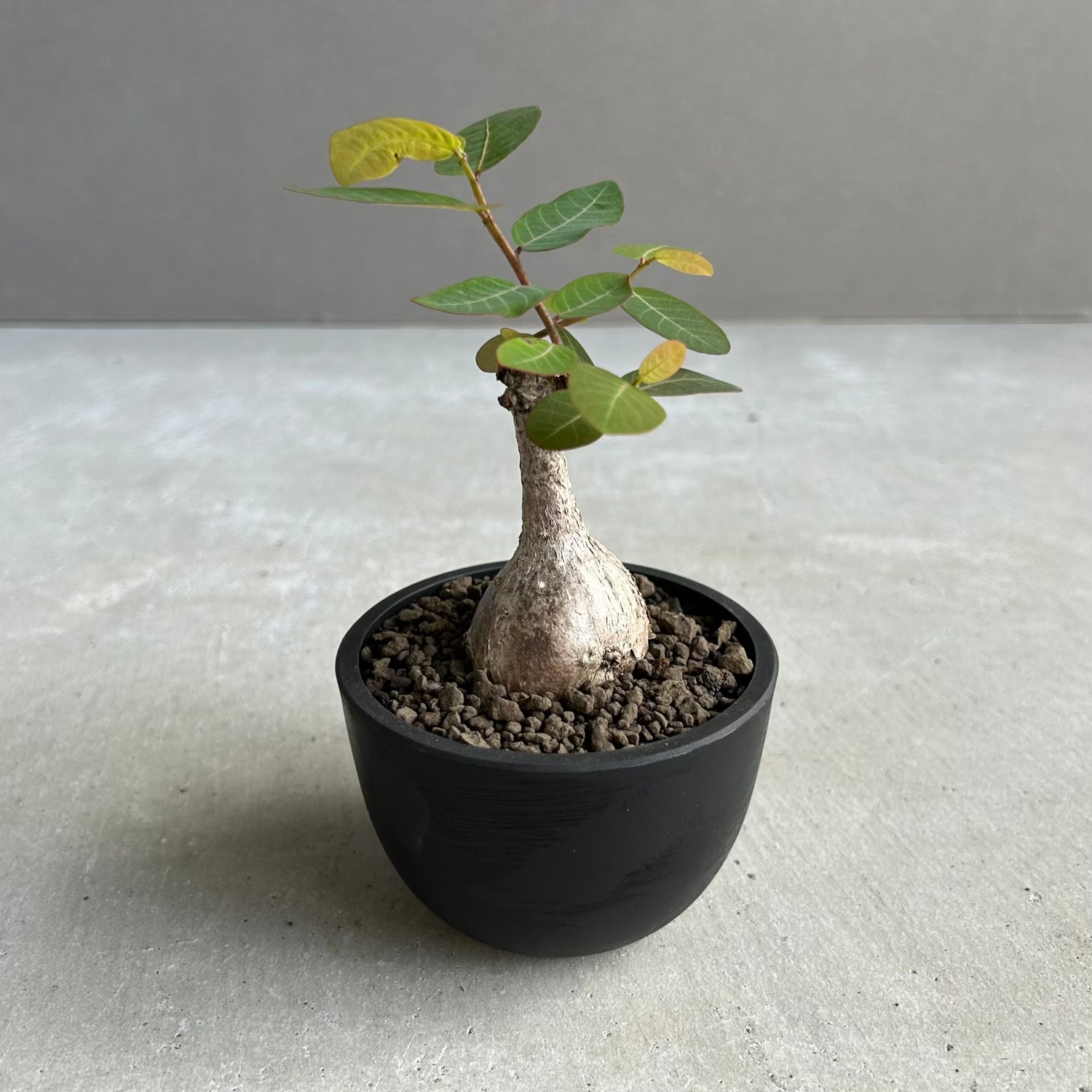 フィランサス ミラビリス｜夜になると葉を閉じるユニークな塊根植物