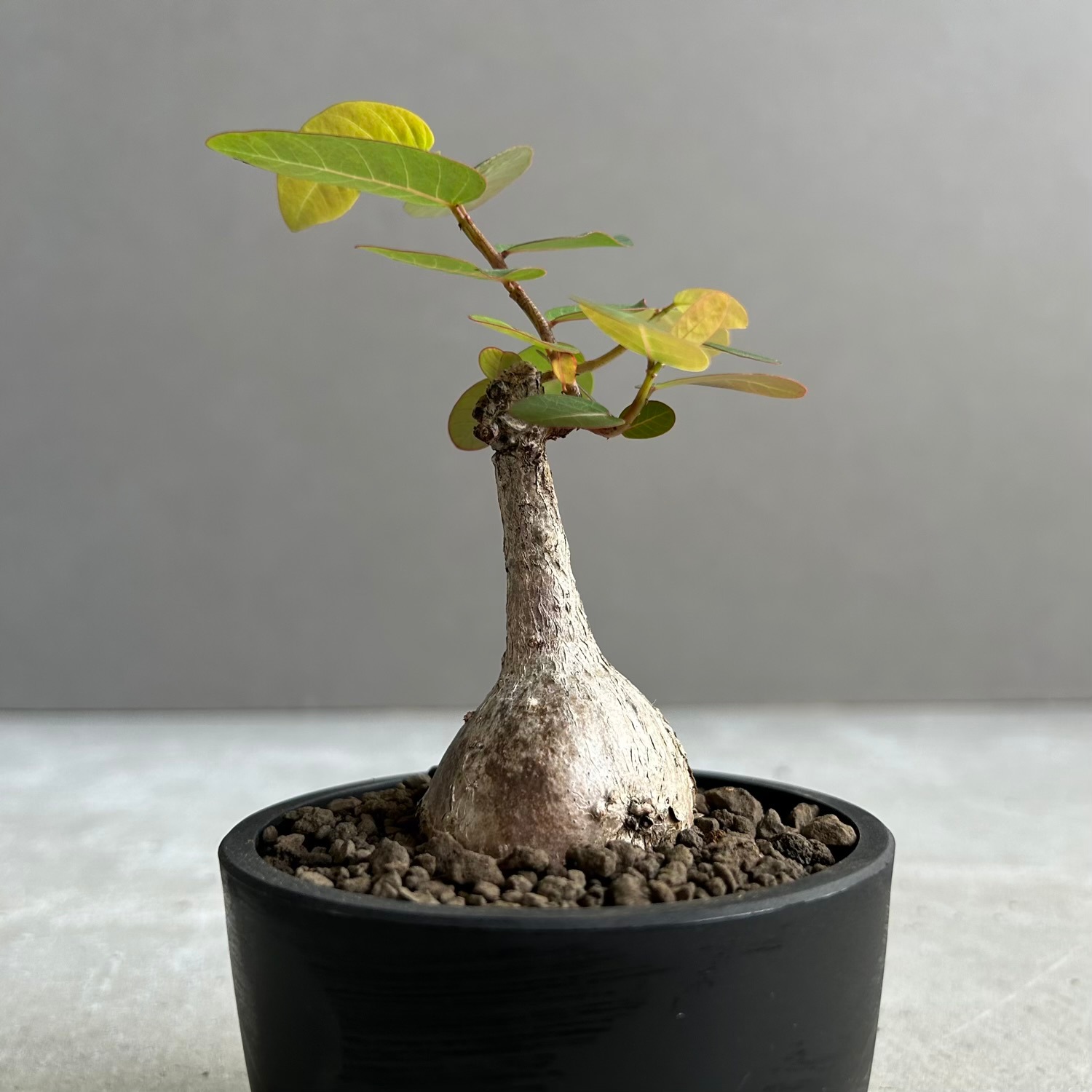 フィランサス ミラビリス｜夜になると葉を閉じるユニークな塊根植物