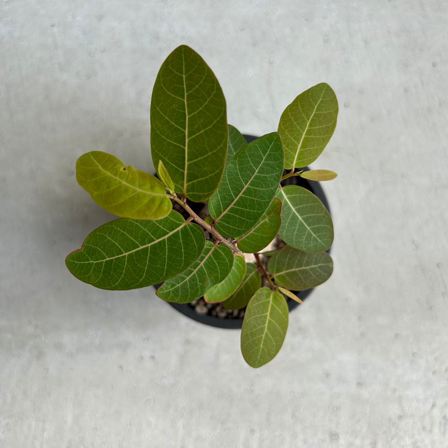 フィランサス ミラビリス｜夜になると葉を閉じるユニークな塊根植物