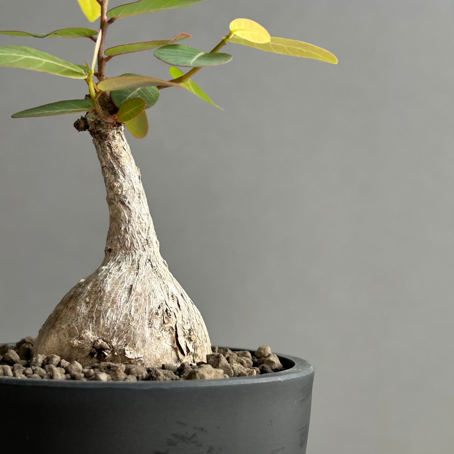 フィランサス ミラビリス｜夜になると葉を閉じるユニークな塊根植物